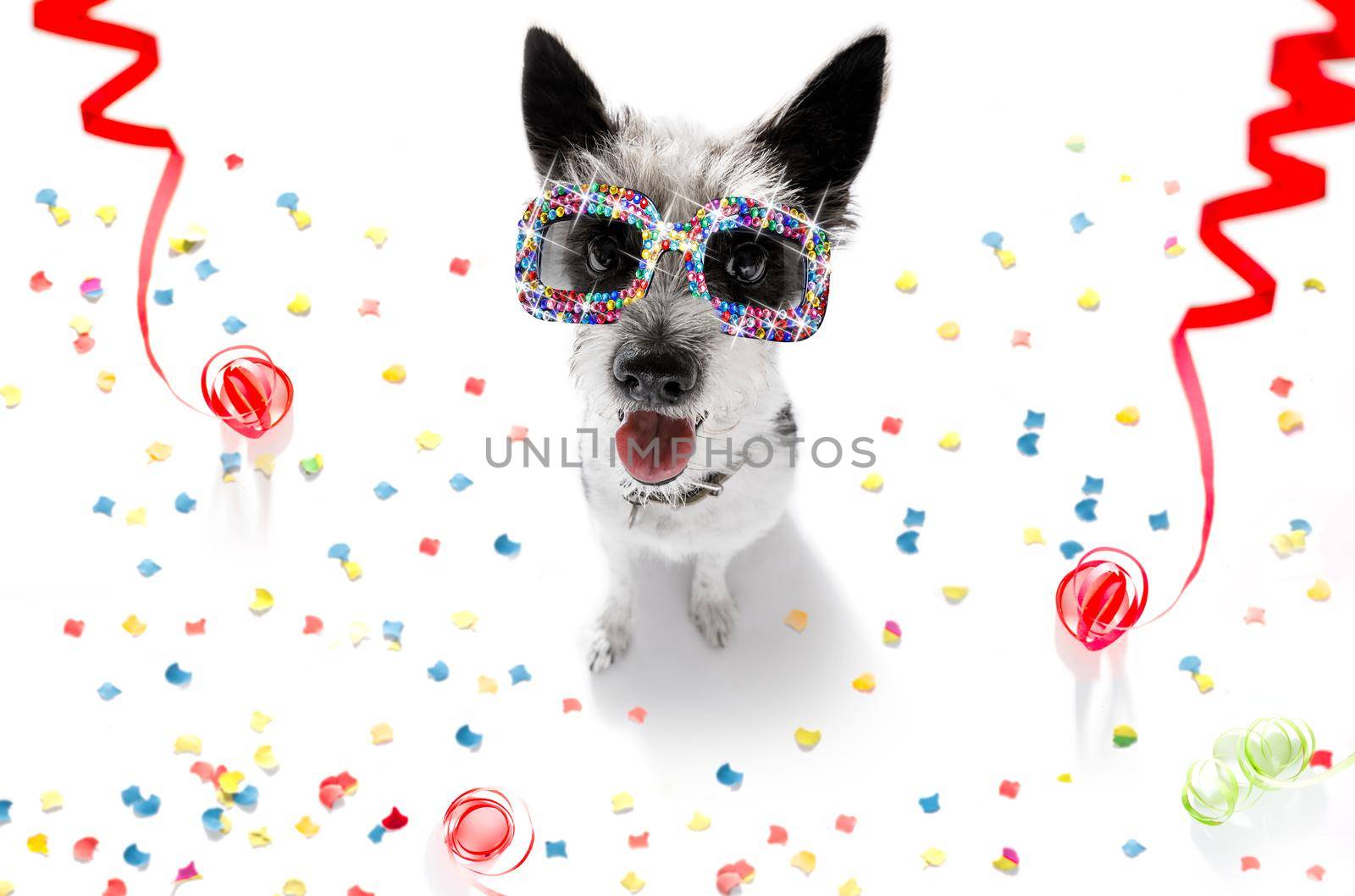 dog  in love for valentines or birthday  with red heart  balloon, isolated on white background