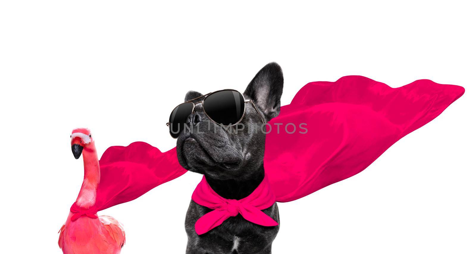 super hero french bulldog dog and flamingo with  red cape and  sunglasses for justice and strenght isolated on white background