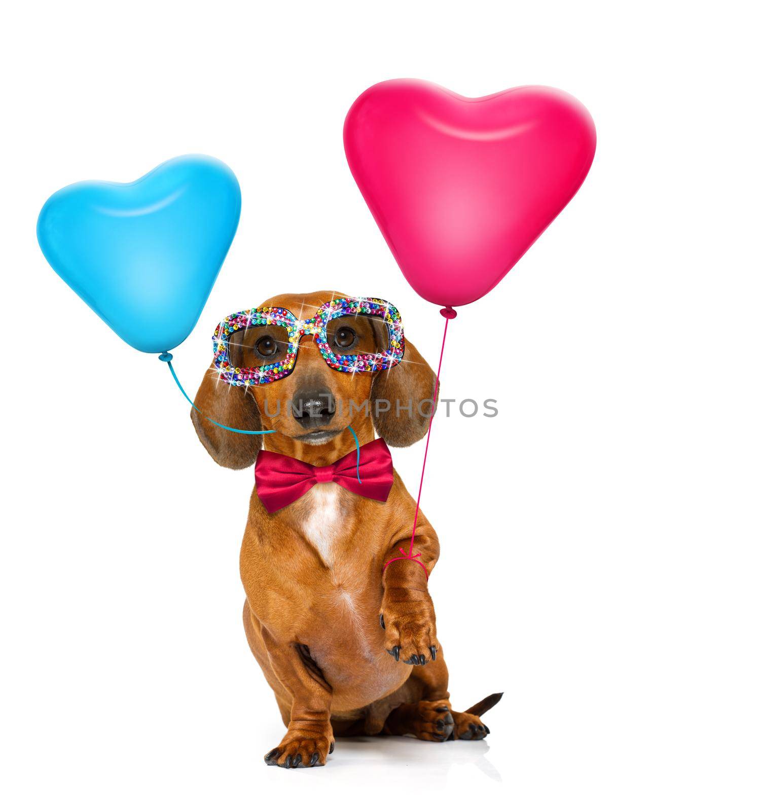 dachshund sausage dog  in love for valentines or birthday  with red heart  balloons, isolated on white background