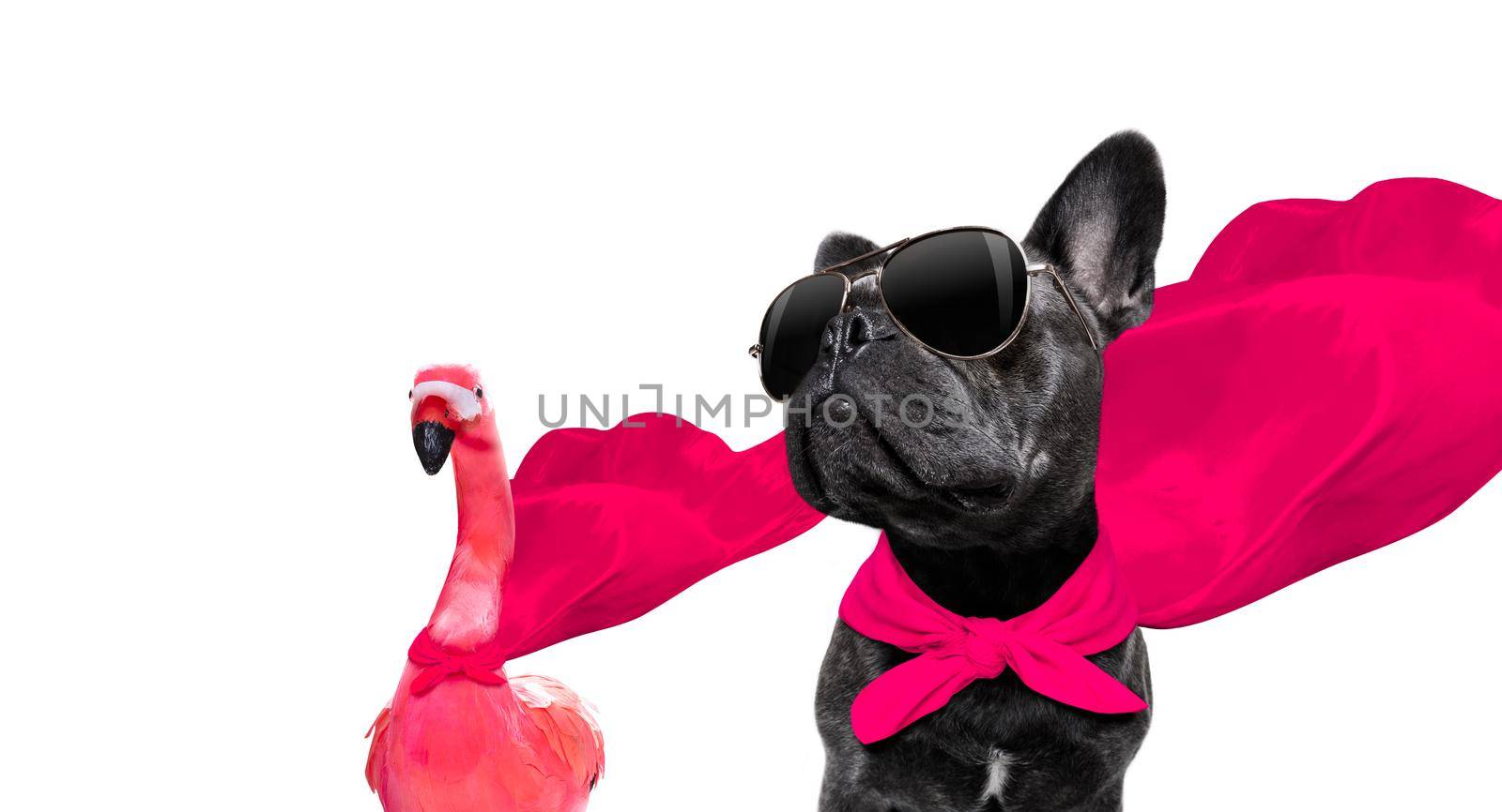 super hero french bulldog dog and flamingo with  red cape and  sunglasses for justice and strenght isolated on white background