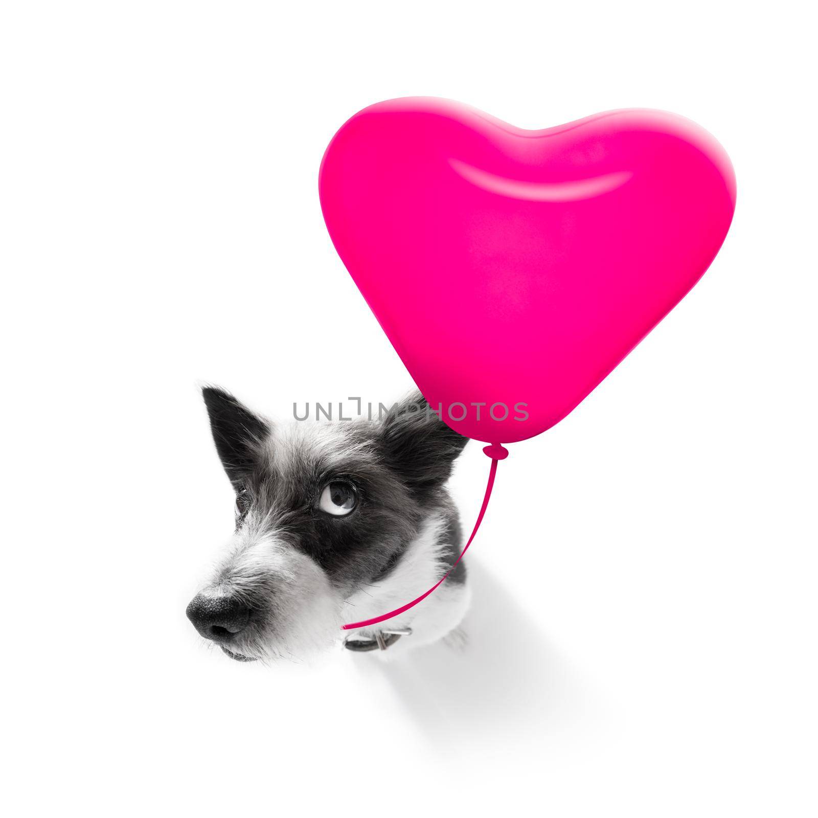 dog  in love for valentines or birthday  with red heart  balloon, isolated on white background