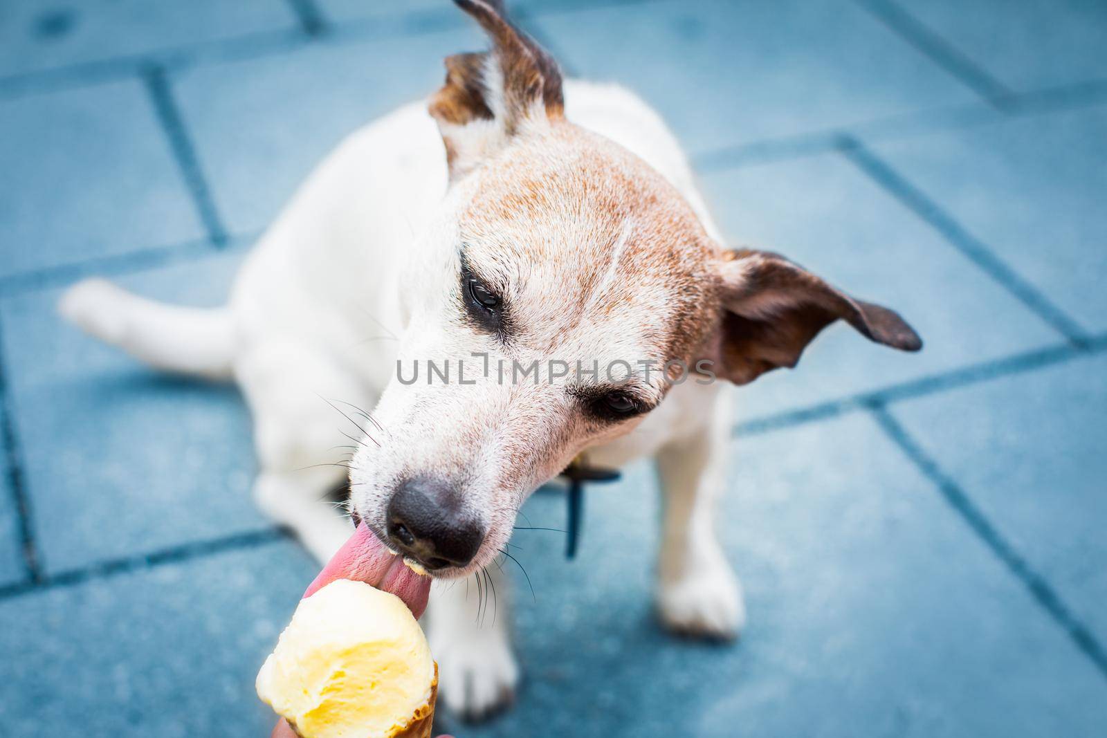 dog on   summer vacation holidays in the city  eating and licking  ice cream in cone waffle