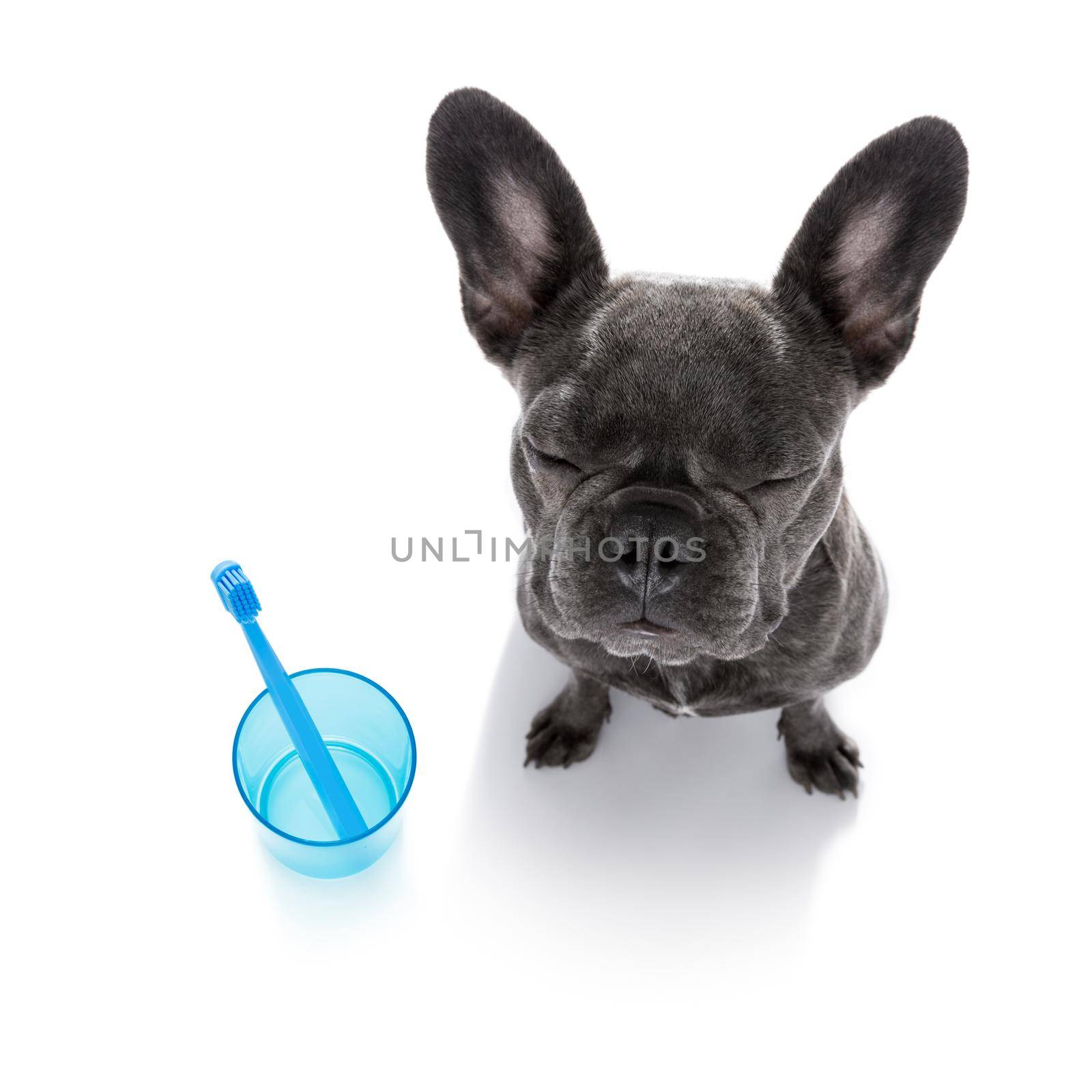 french  bulldog dog holding a toothbrush with mouth , isolated on white background, at the dentist