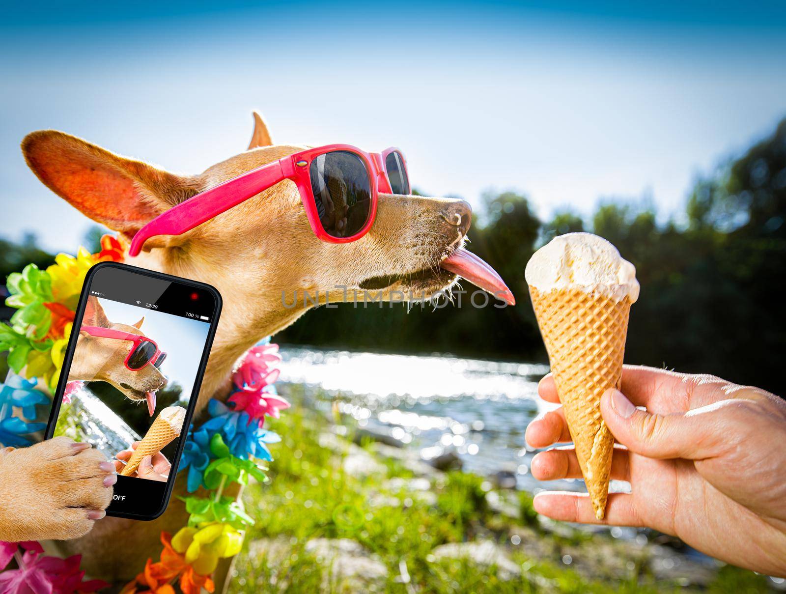 chihuahua  dog on   summer vacation holidays in the city and the beach and river   eating and licking   vanilla ice cream in cone waffle, taking a selfie with smartphone cellular telephone