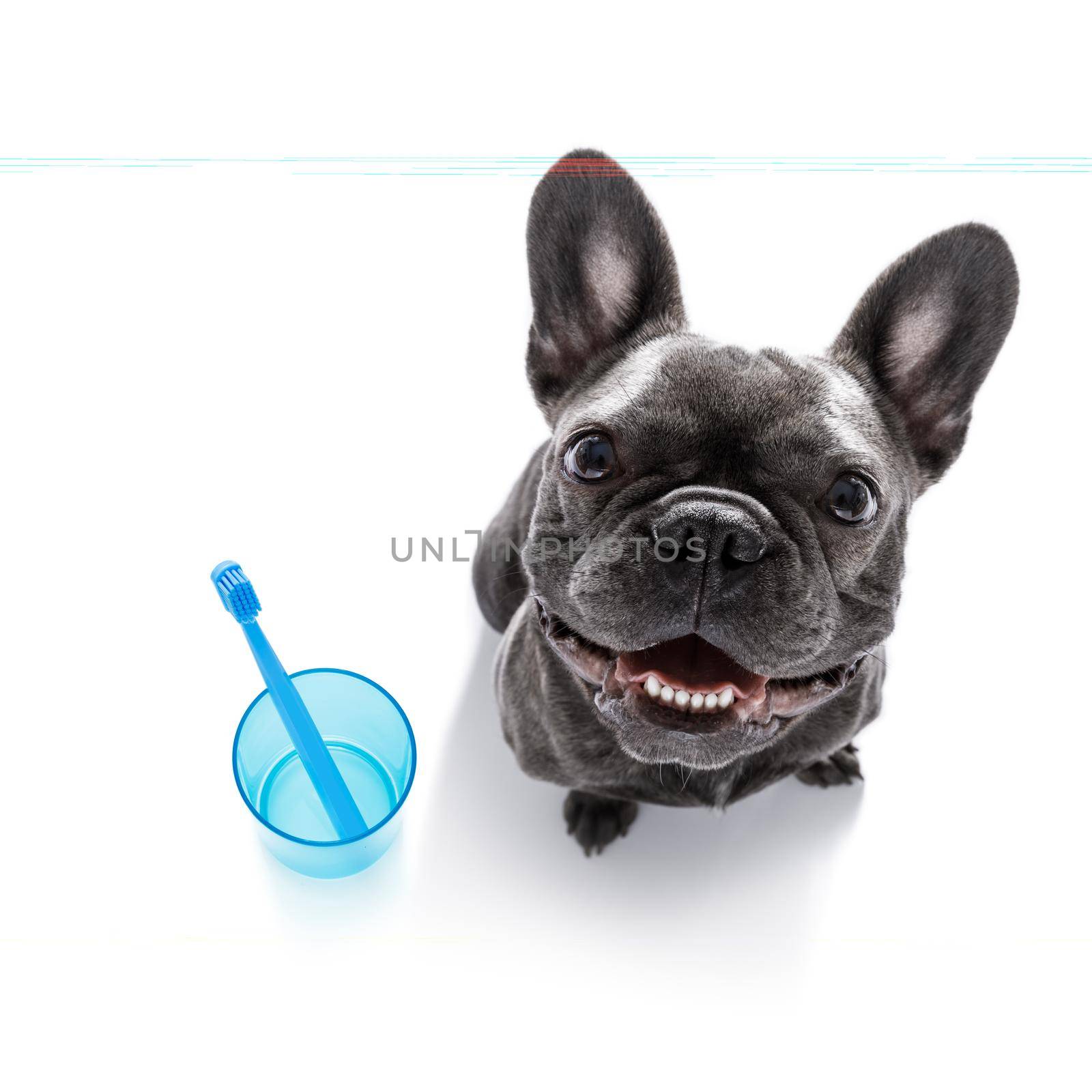 dental toothbrush dog by Brosch