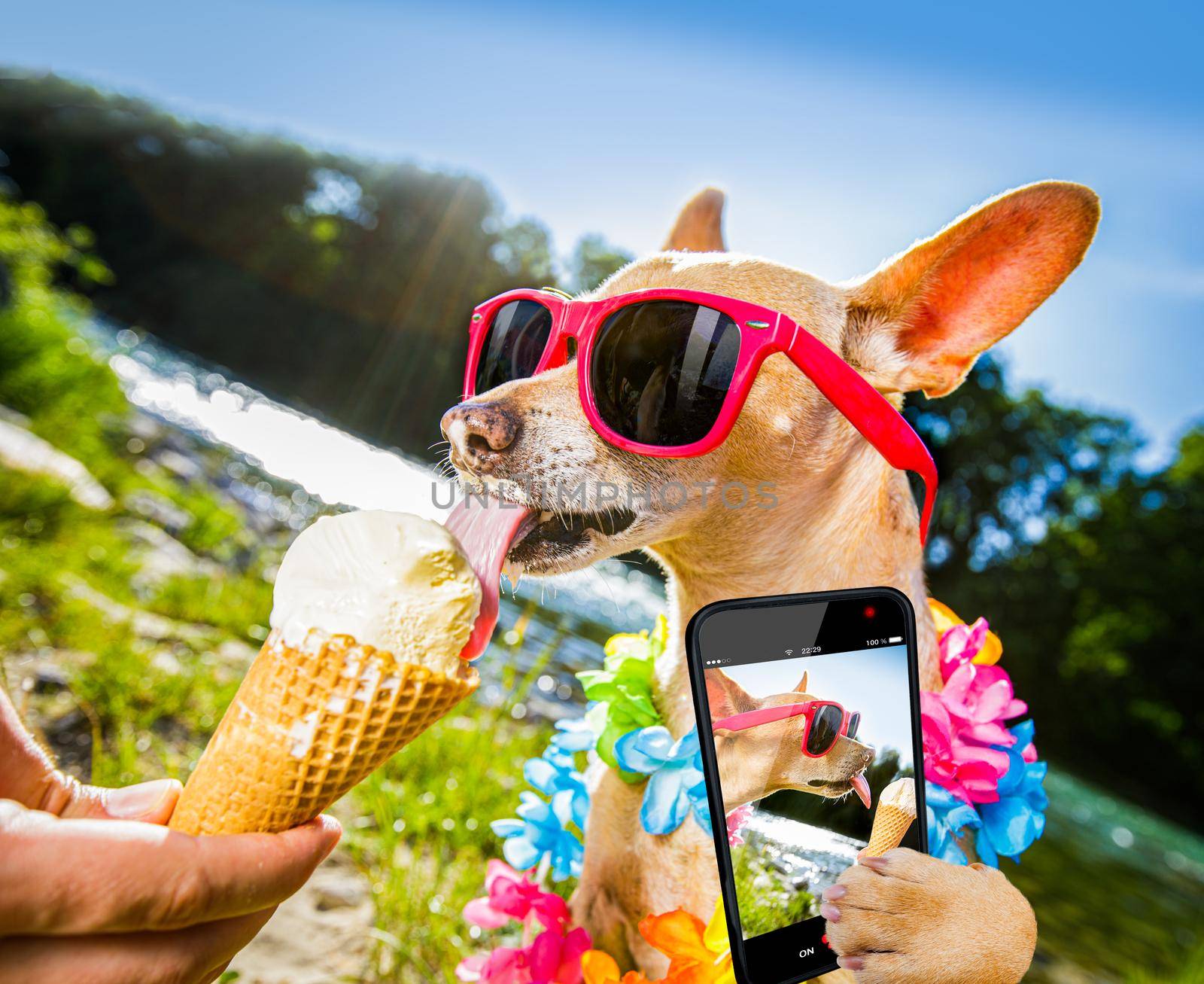 chihuahua  dog on   summer vacation holidays in the city and the beach and river   eating and licking   vanilla ice cream in cone waffle, taking a selfie with smartphone cellular telephone