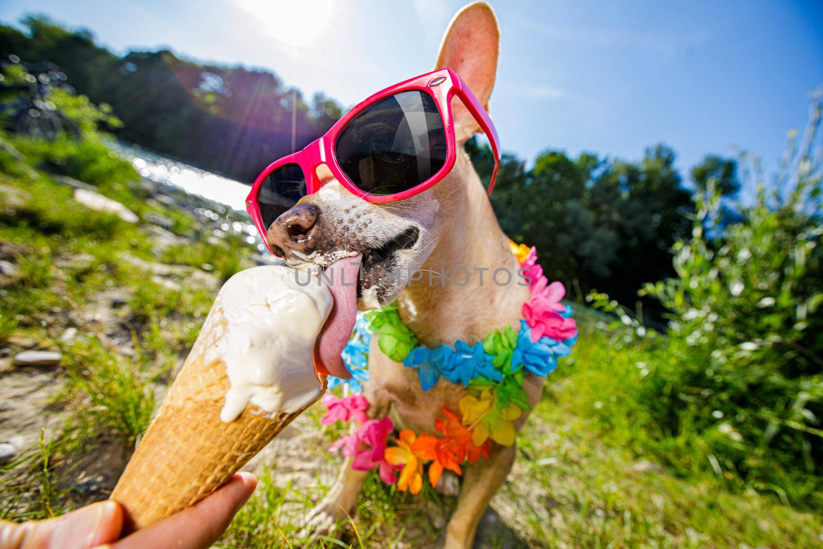 chihuahua  dog on   summer vacation holidays in the city and the beach and river   eating and licking   vanilla ice cream in cone waffle