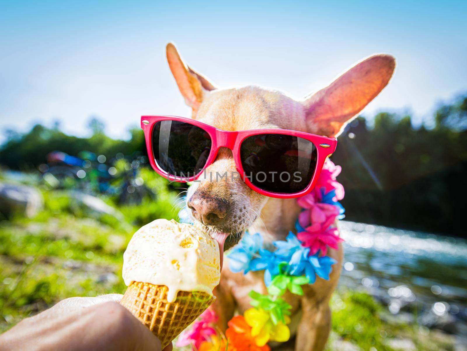 chihuahua  dog on   summer vacation holidays in the city and the beach and river   eating and licking   vanilla ice cream in cone waffle