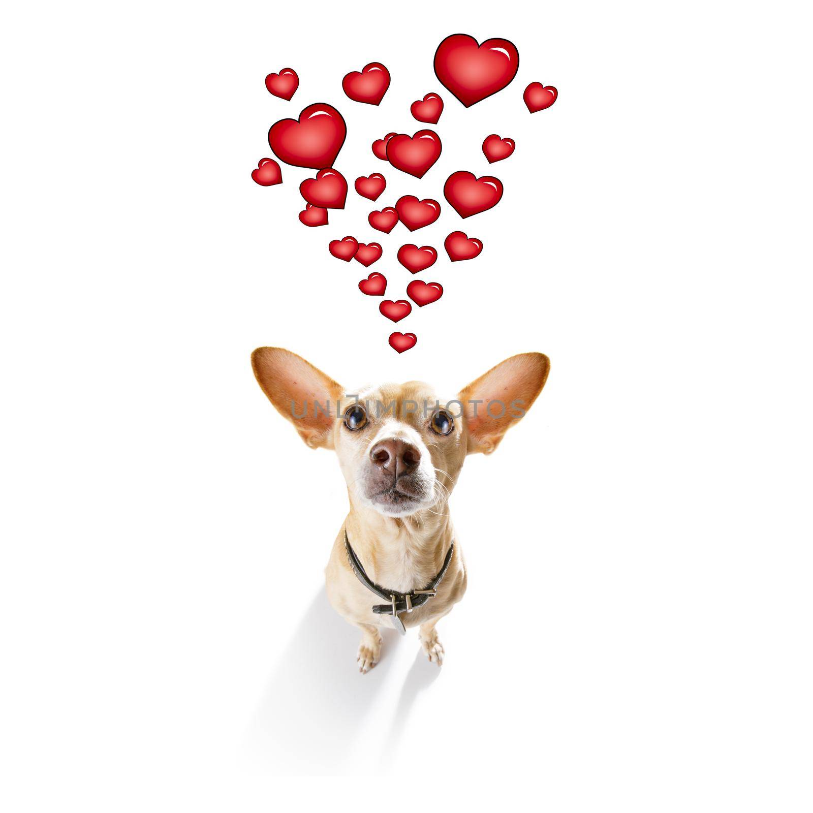 chihuahua dog  in love for valentines or birthday  , isolated on white background