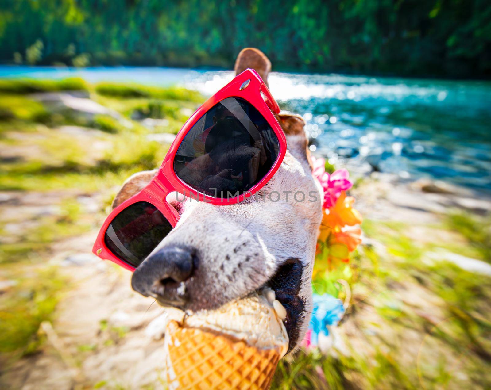 dog  summer vacation   licking ice cream  by Brosch