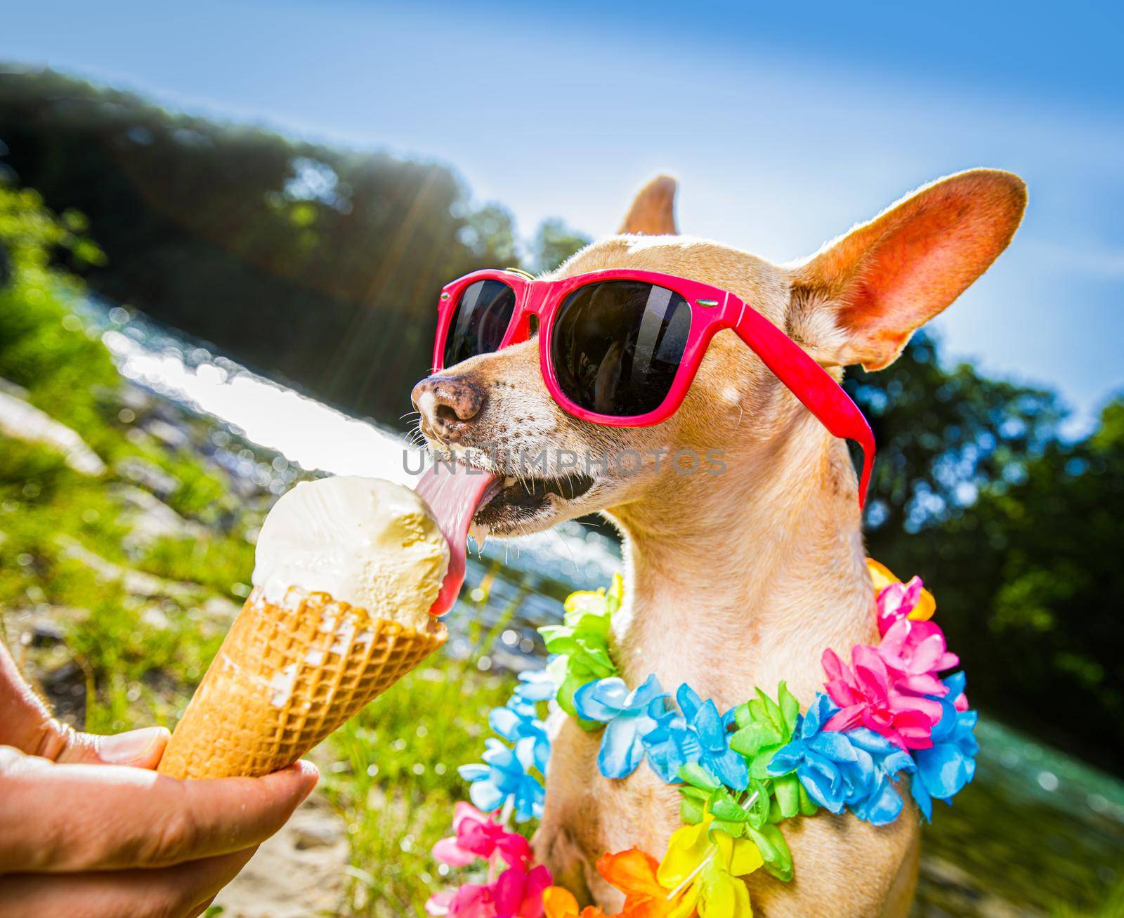 chihuahua  dog on   summer vacation holidays in the city and the beach and river   eating and licking   vanilla ice cream in cone waffle