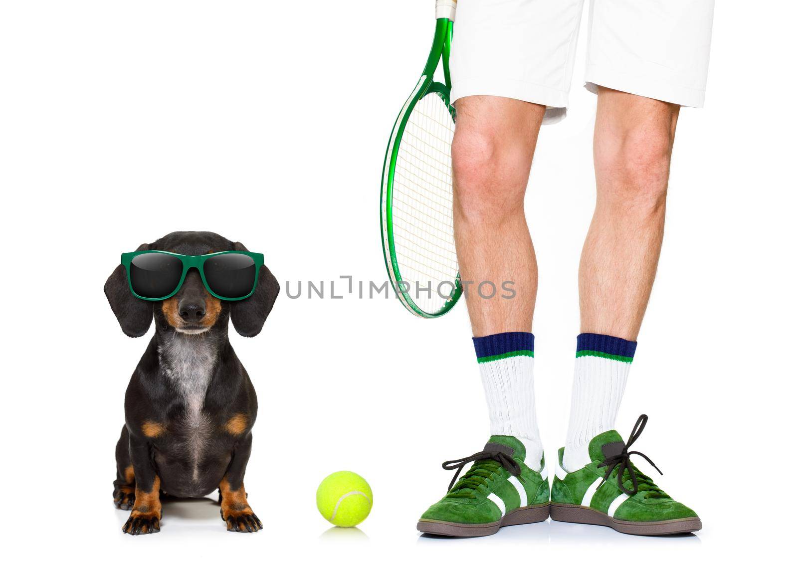 sausage dachshund  dog with owner as tennis player with ball and racket or racquet isolated on white background, ready to play a game