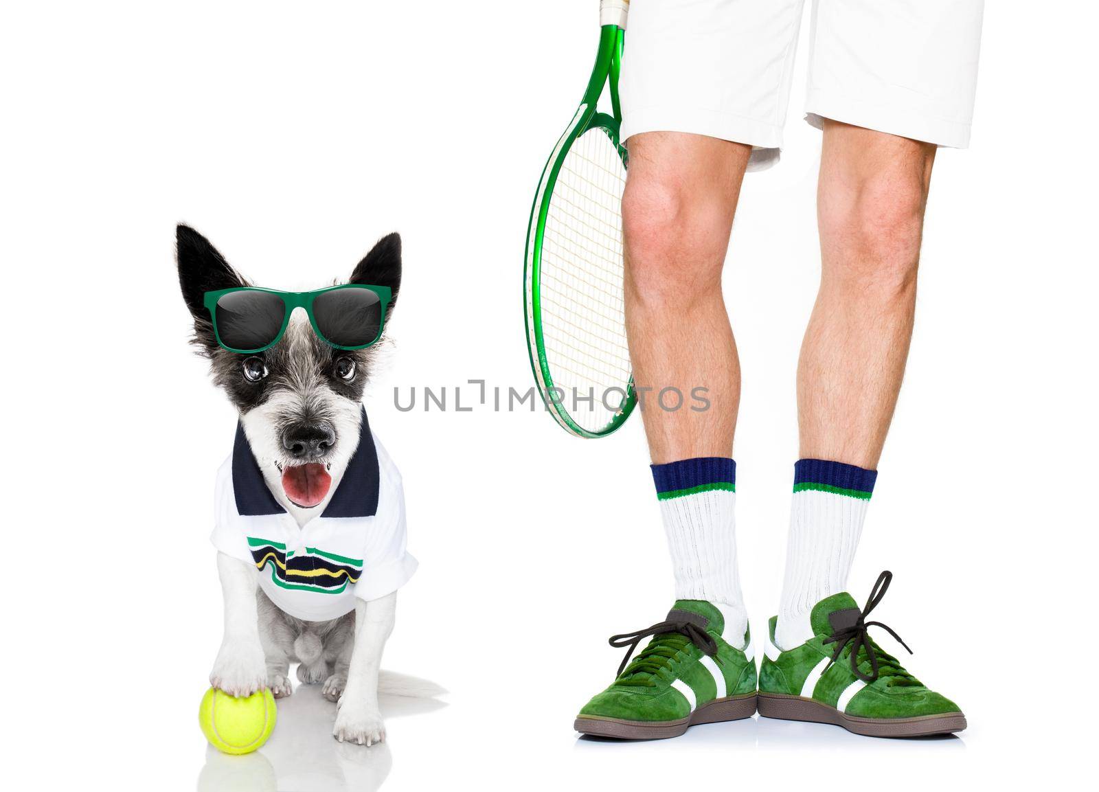 poodle  dog with owner as tennis player with ball and racket or racquet isolated on white background, ready to play a game