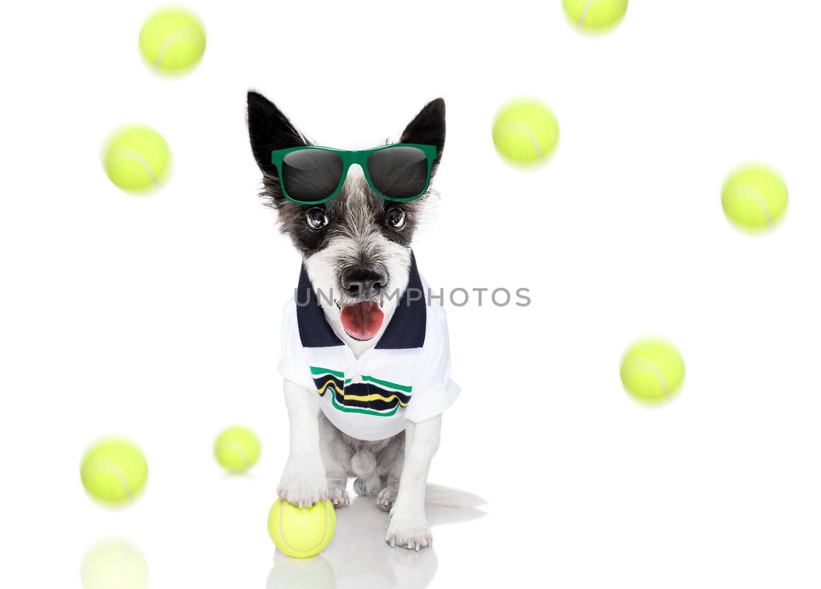 poodle  dog with owner as tennis player with ball and racket or racquet isolated on white background, ready to play a game