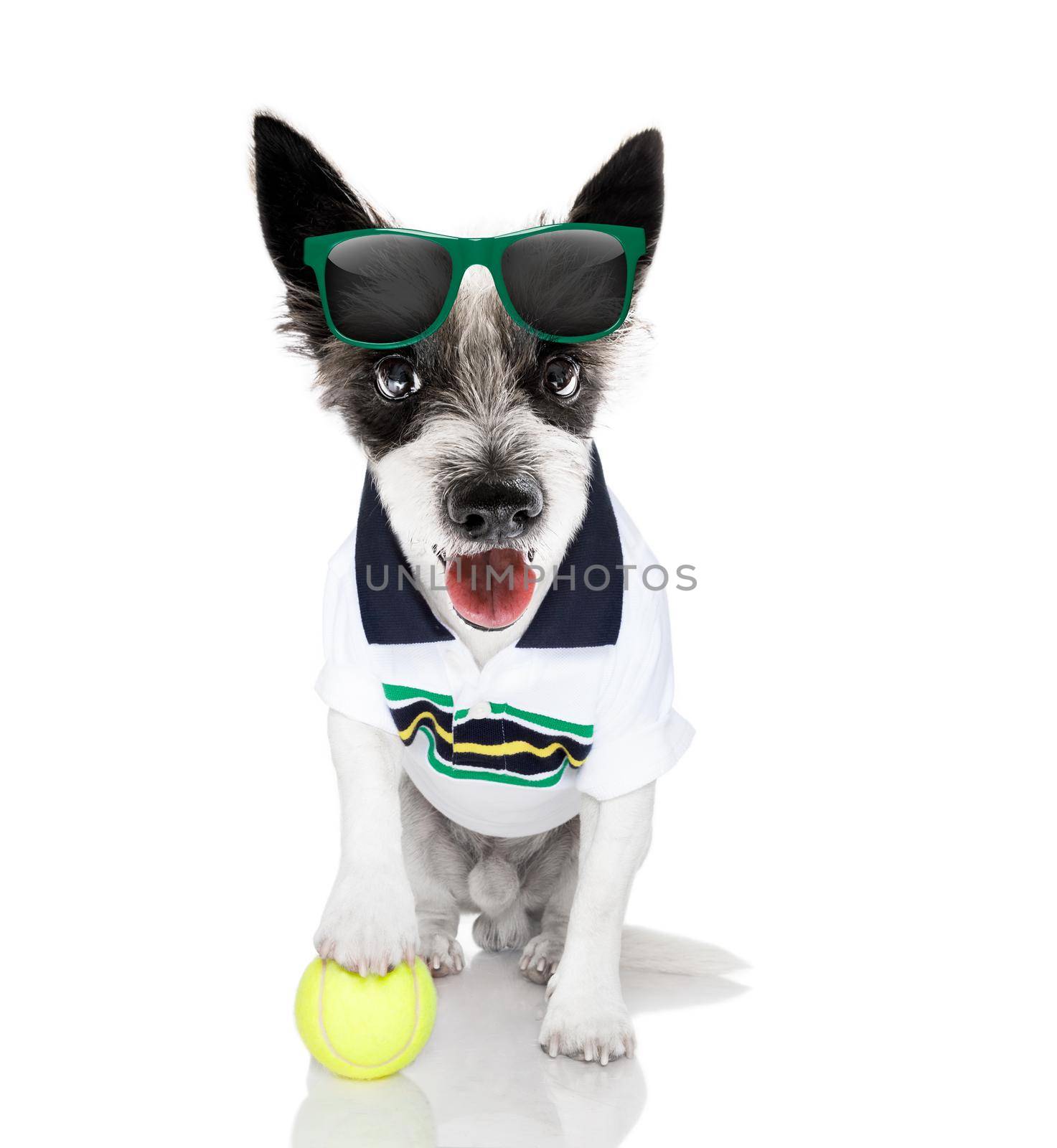 tennis dog  with owner and ball  by Brosch