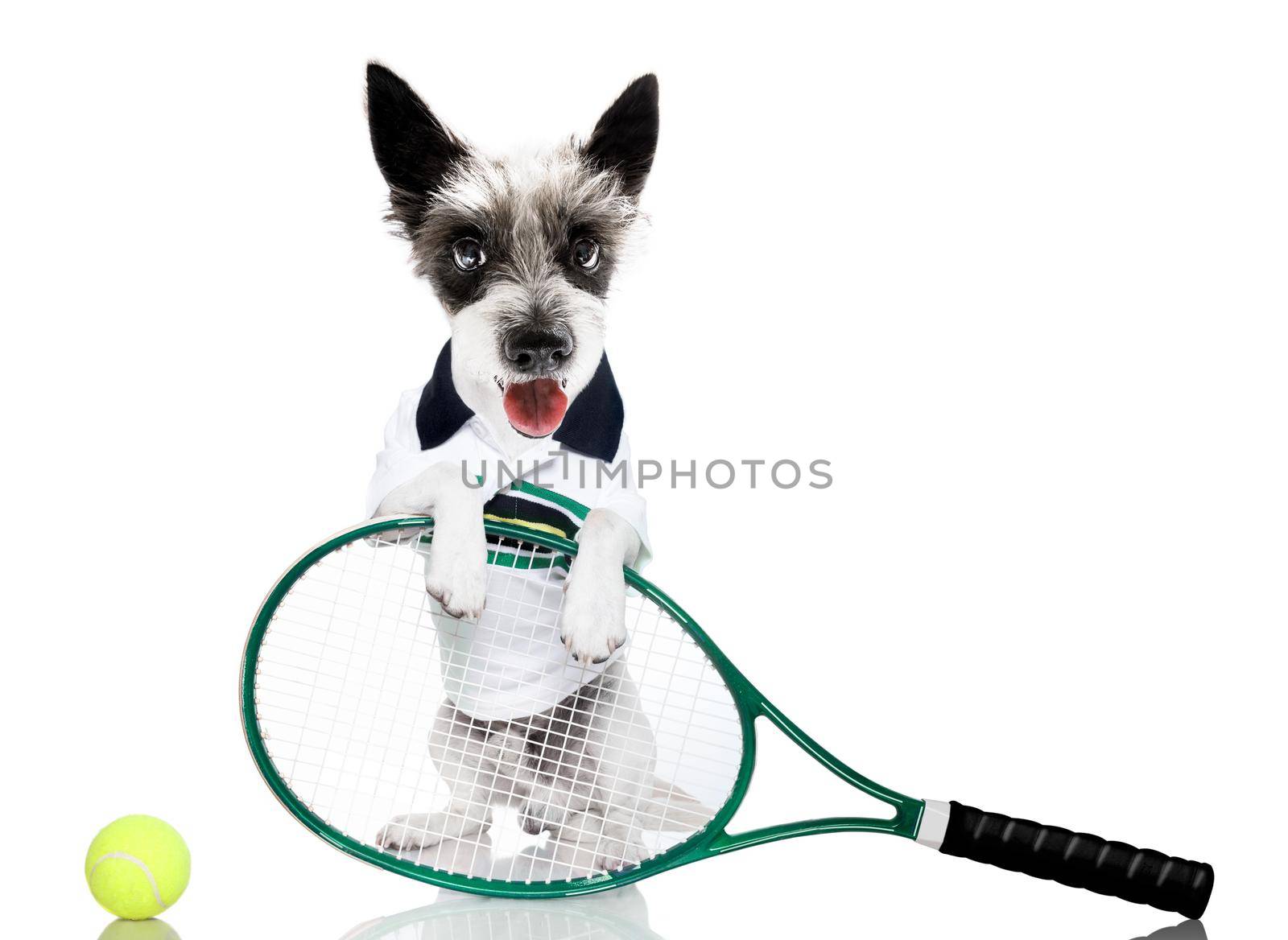 poodle  dog with owner as tennis player with ball and racket or racquet isolated on white background, ready to play a game