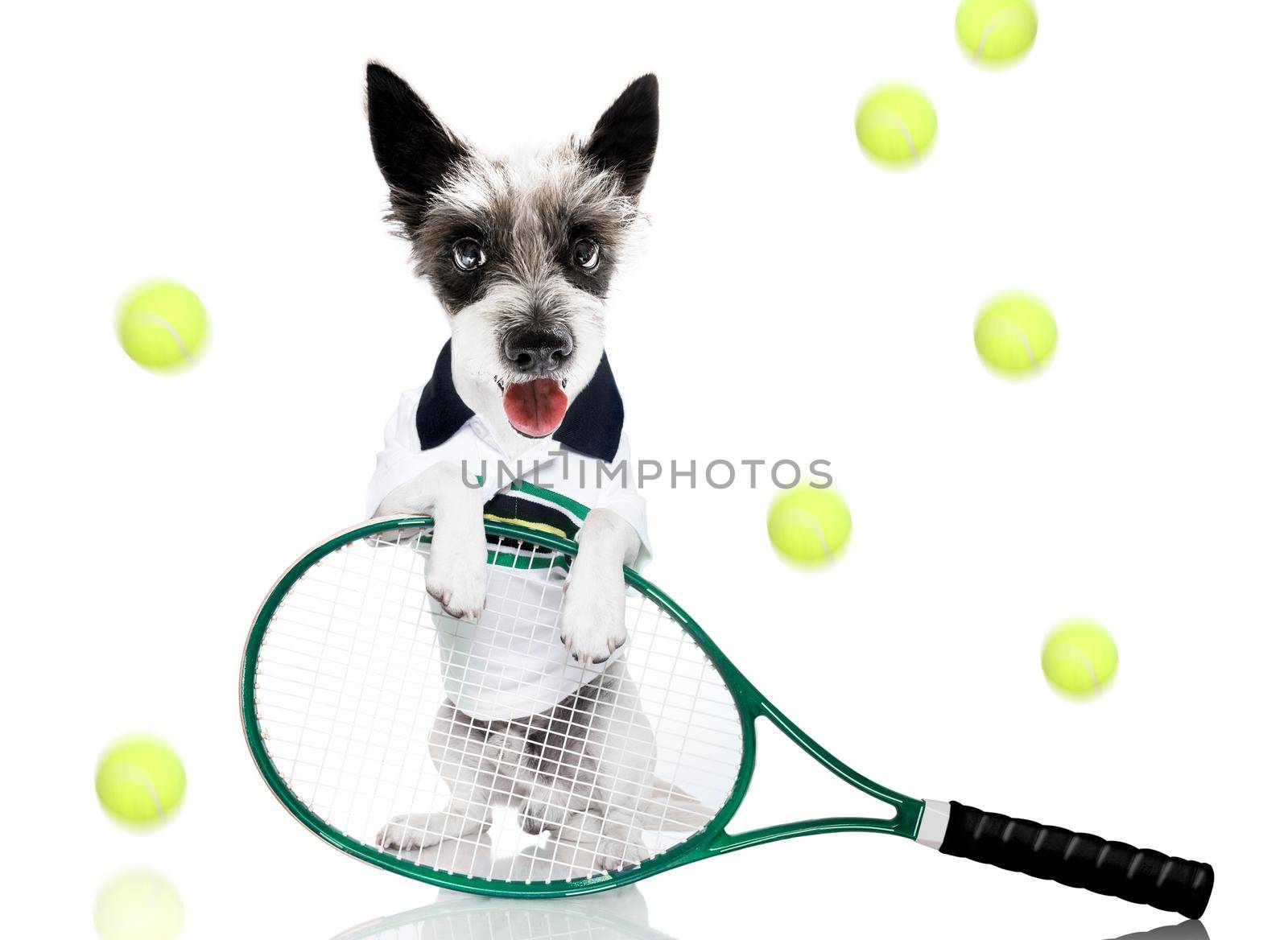 poodle  dog with owner as tennis player with ball and racket or racquet isolated on white background, ready to play a game