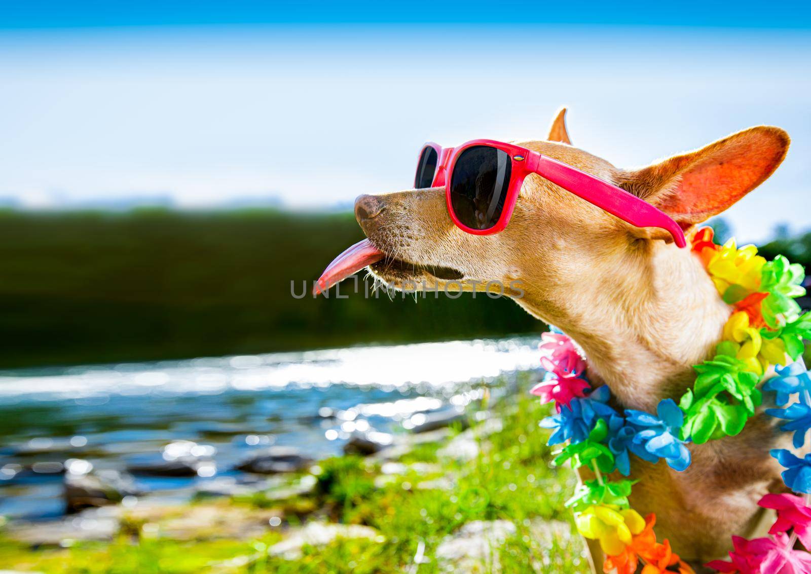 chihuahua dog sitting at water by the  sea, river or lake in summer holiday vacation , taking a selfie sticking out tongue