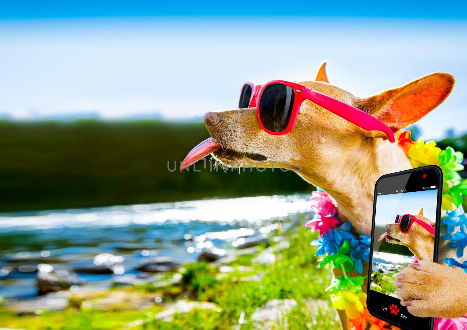 chihuahua dog sitting at water by the  sea, river or lake in summer holiday vacation , taking a selfie sticking out tongue