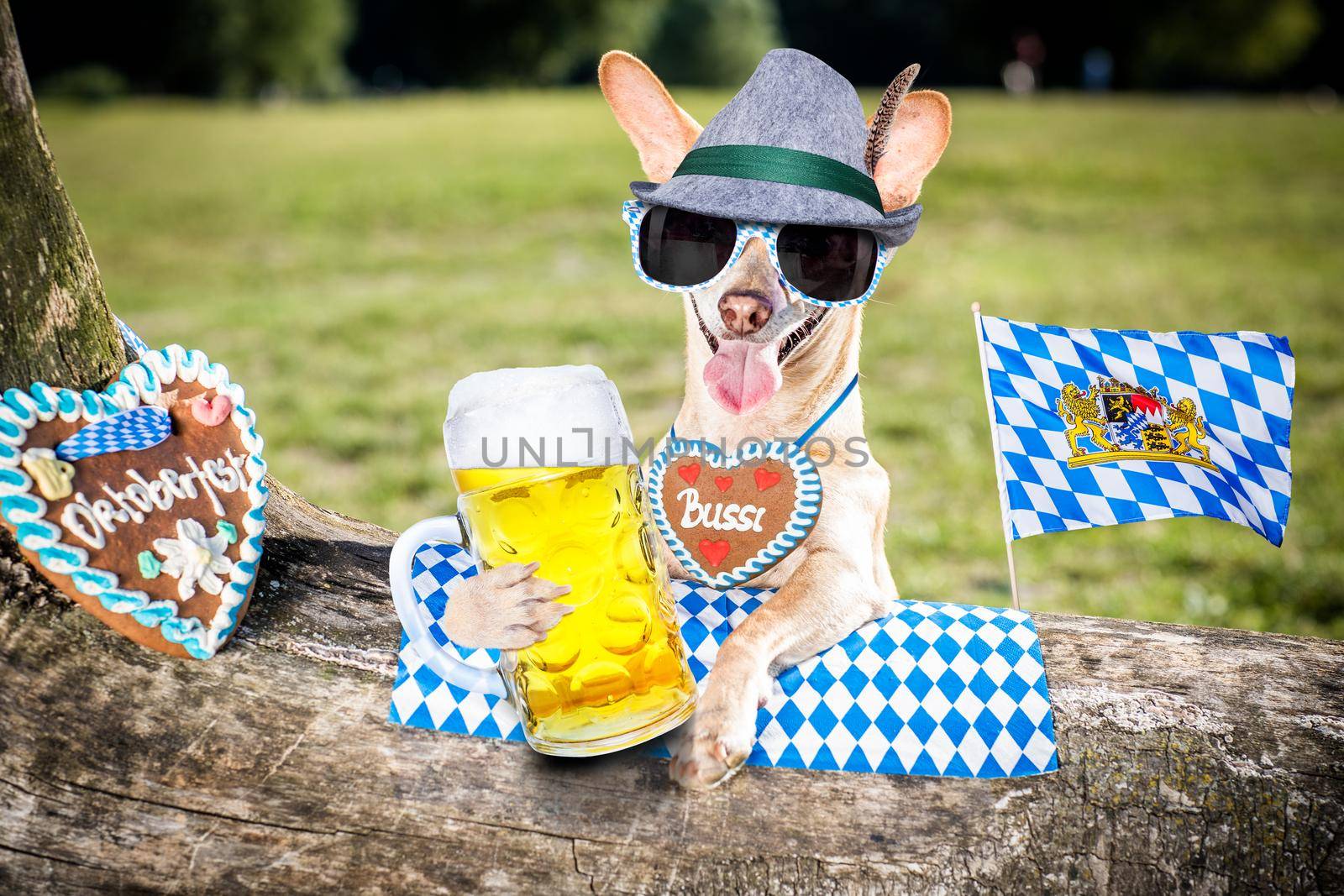 bavarian chihuahua  dog holding  a beer mug  outdoors by the river and mountains  , ready for the beer party celebration festival in munich