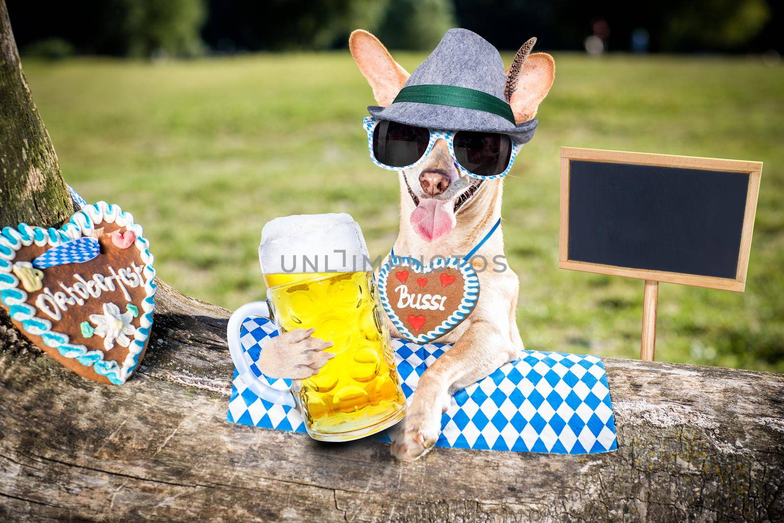 bavarian chihuahua  dog holding  a beer mug  outdoors by the river and mountains  , ready for the beer party celebration festival in munich