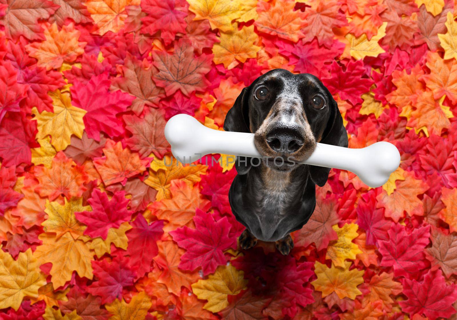 hungry sausage dachshund dog with a big white bone waiting for owner to go for a walk in autumn fall with leaves