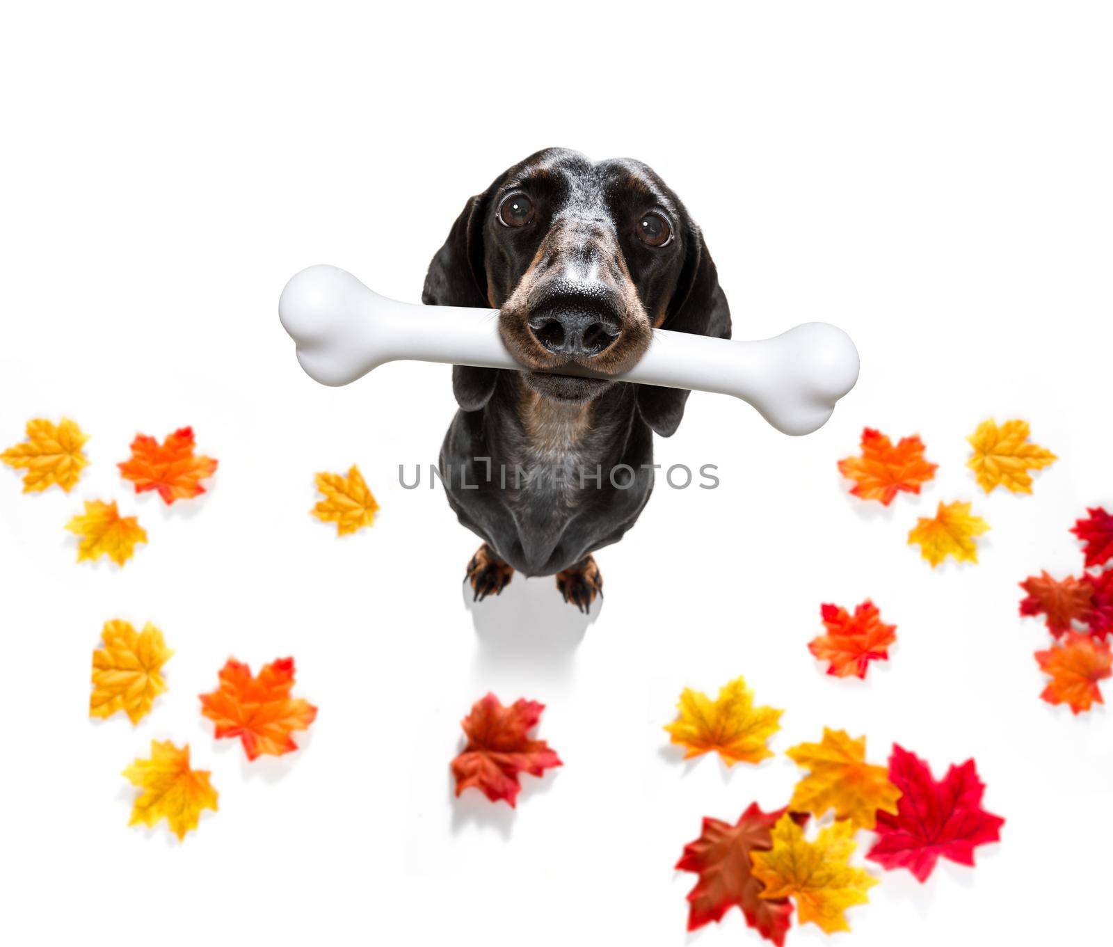 hungry sausage dachshund dog with a big white bone waiting for owner to go for a walk in autumn fall with leaves