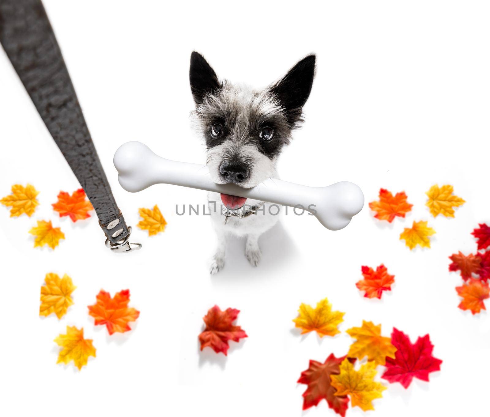hungry poolde dog with a big white bone waiting for owner to go for a walk in autumn fall with leaves with leash