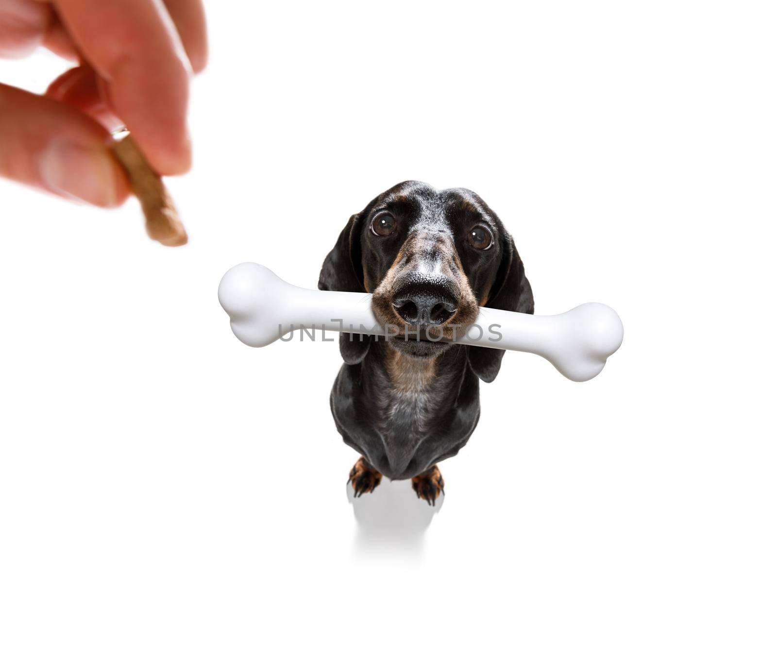 hungry sausage dachshund dog with a big white bone waiting for owner to go for a walk