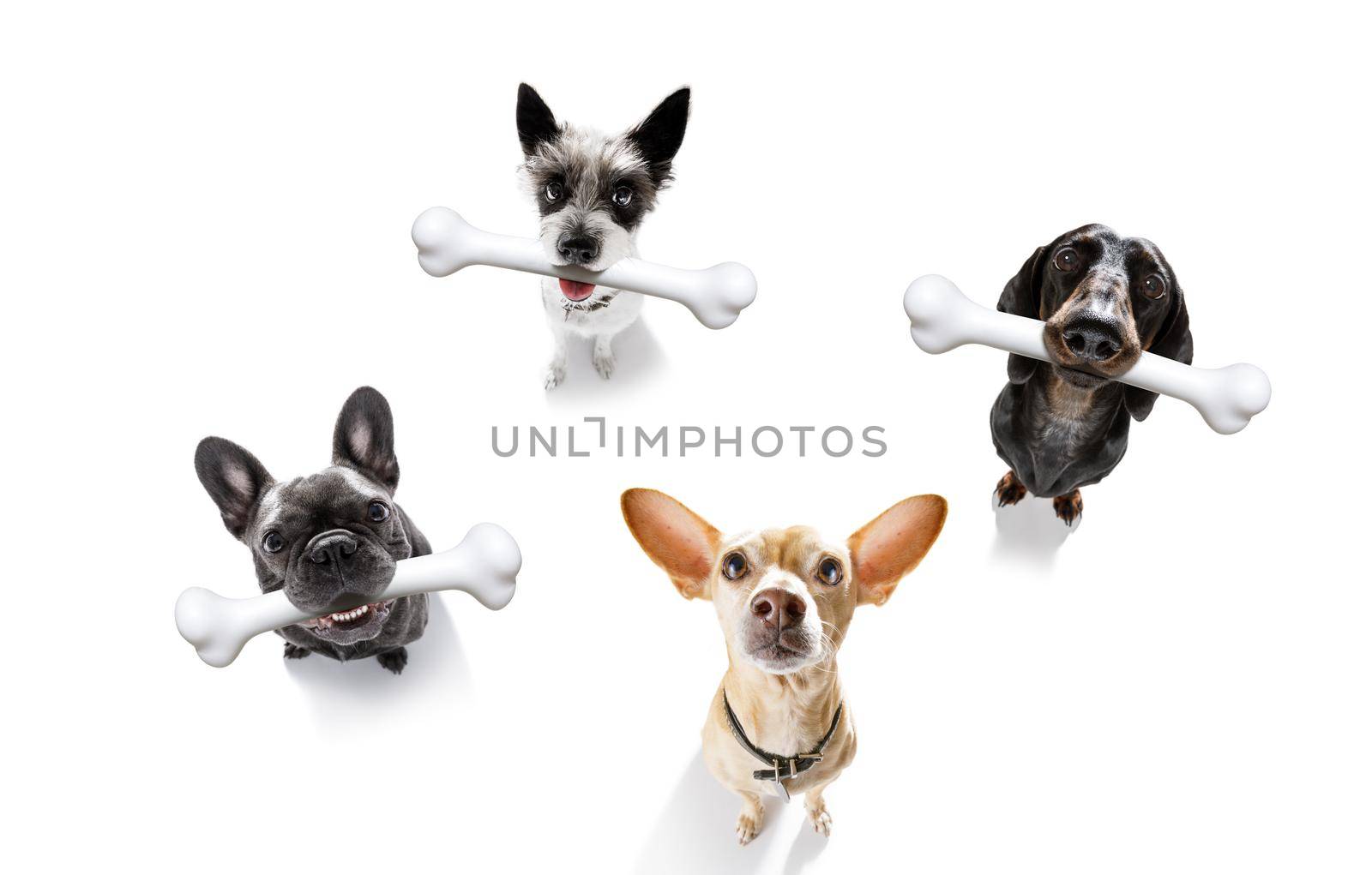 hungry group of  dogs with a big white bones waiting for owner to go for a walk