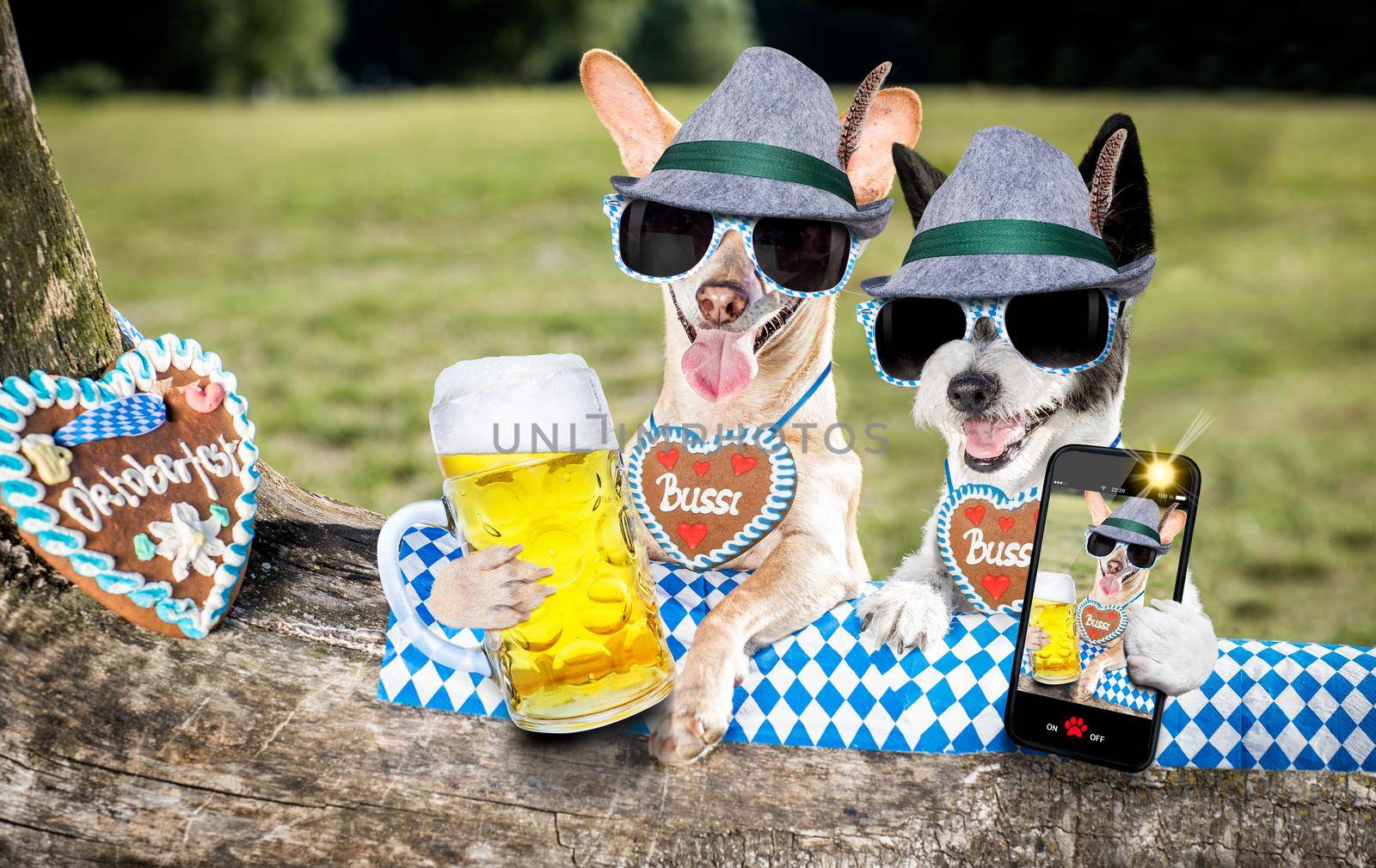 bavarian couple of  dogs  holding  a beer mug  and taking a selfie outdoors by the river and mountains  , ready for the beer party celebration festival in munich