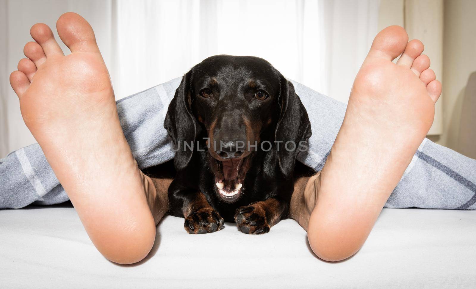 yawning sausage dachshund dog in bed with owner under white bed blanket sheet, with alarm clock, very early in the morning