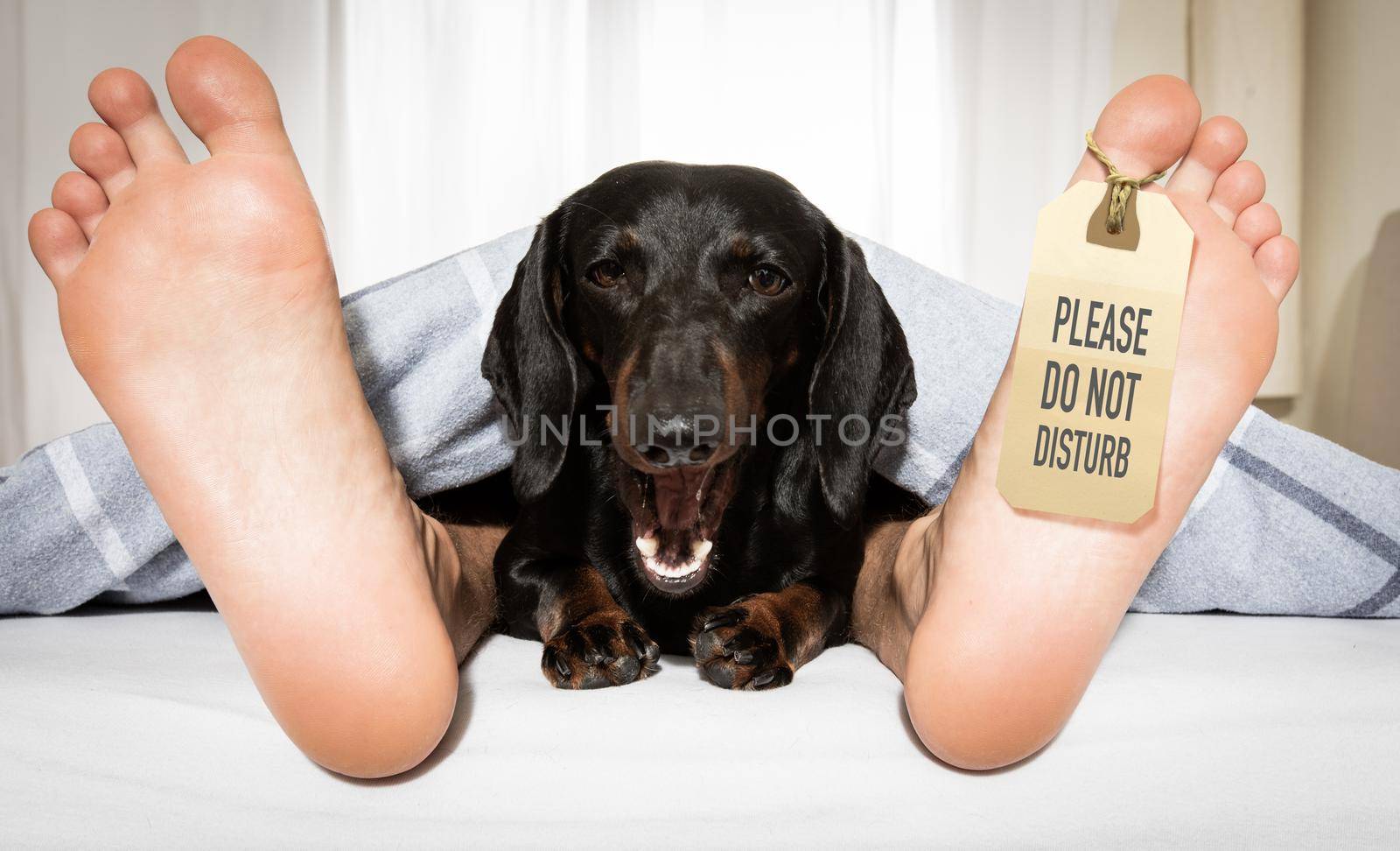 yawning sausage dachshund dog in bed with owner under white bed blanket sheet, with alarm clock, very early in the morning, with do not disturb sign