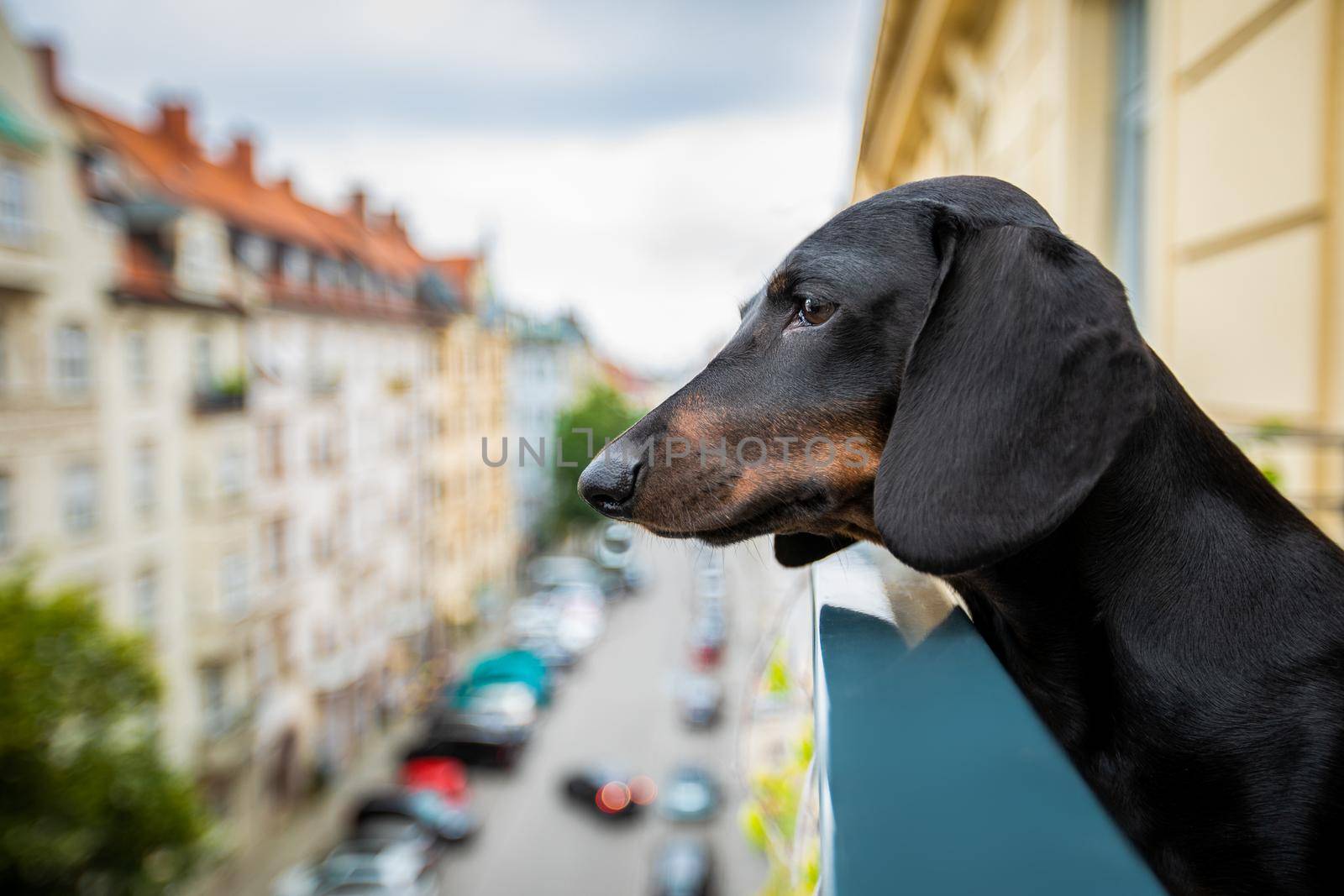 nosy watching sausage dachshund  dog form top of balcony, very curious and looking around