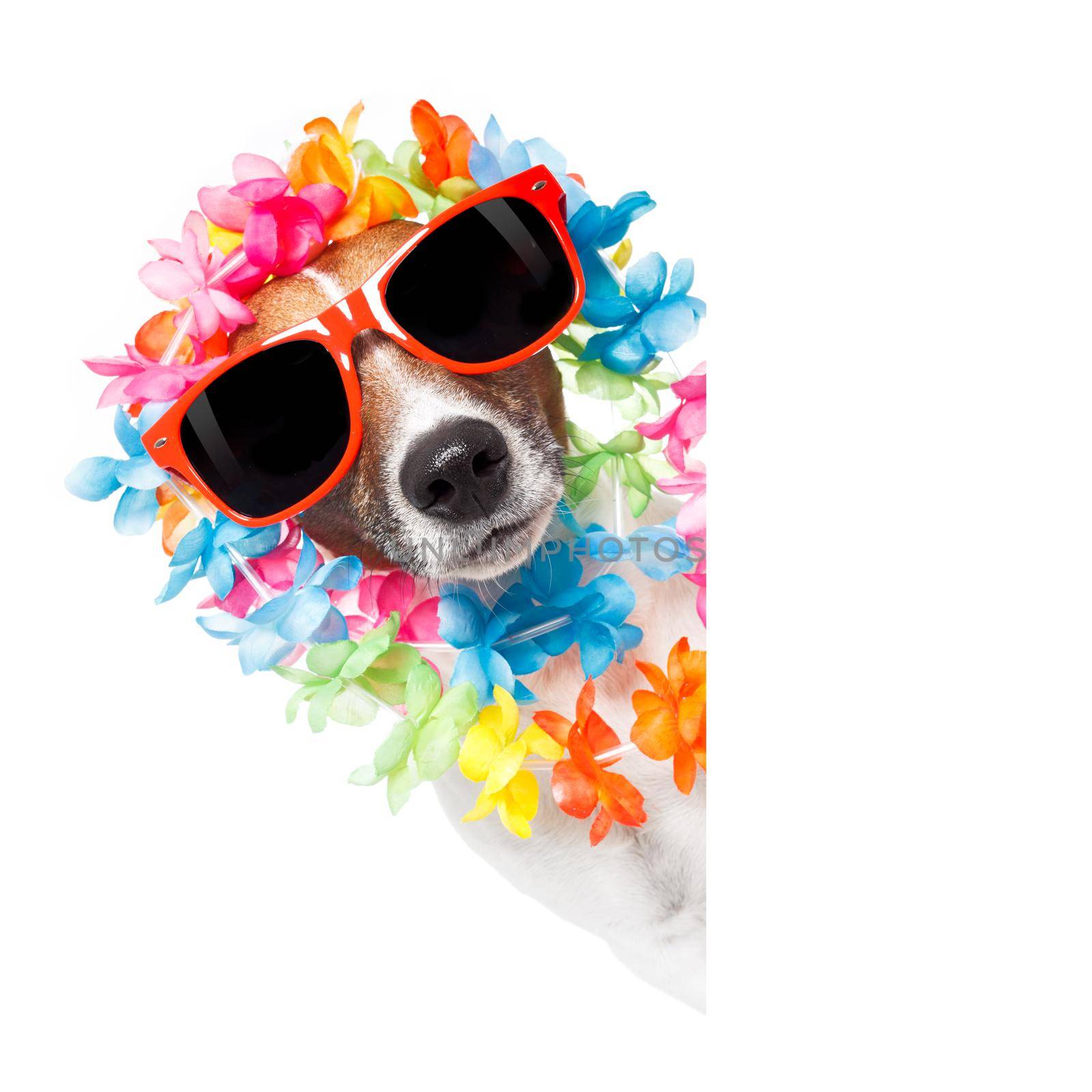 funny jack russell dog wirhg  hawaiian  lei and sunglasses with white banner isolated on white background