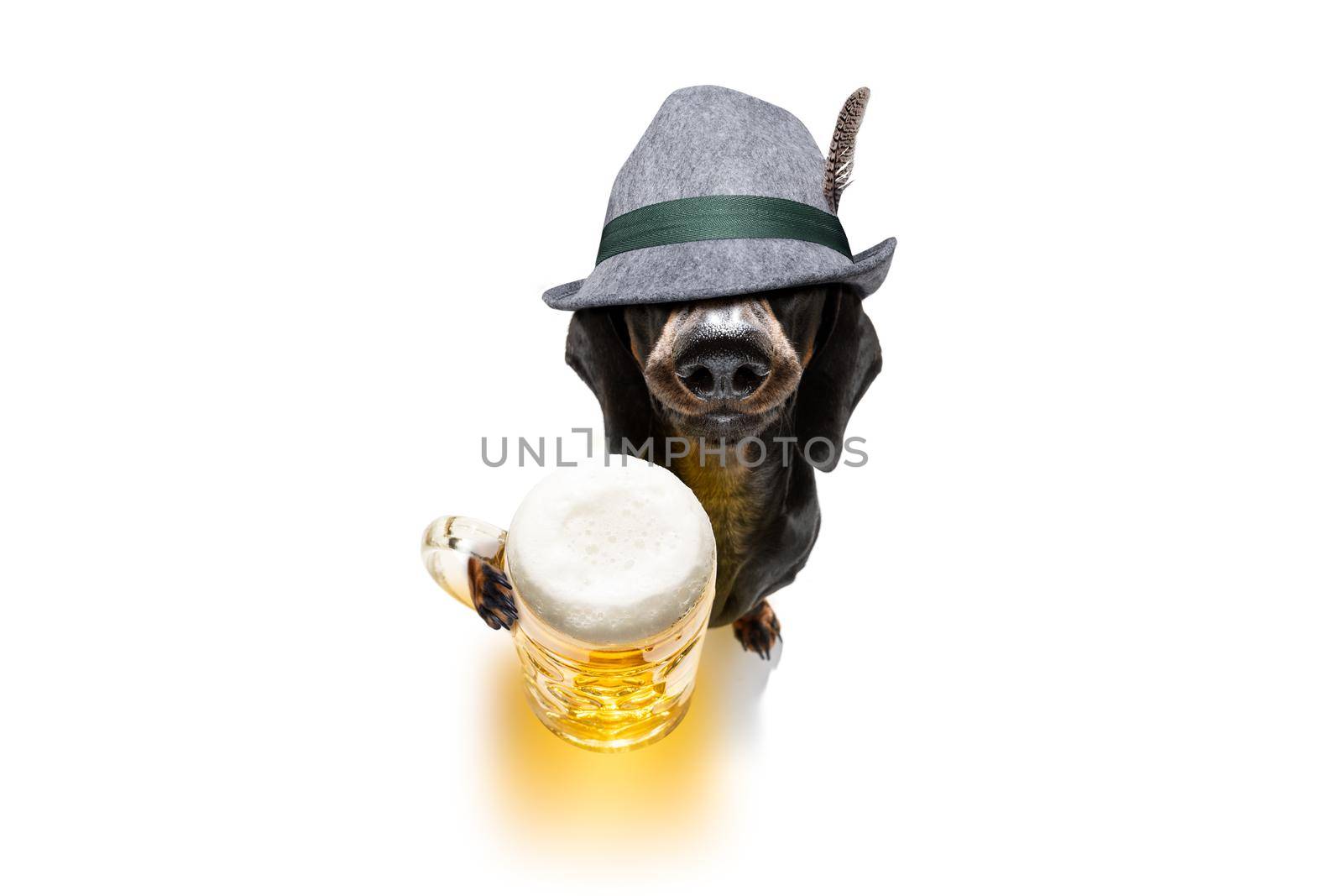 bavarian dachshund or sausage  dog with  gingerbread and  mug  isolated on white background , ready for the beer celebration festival in munich in oktober