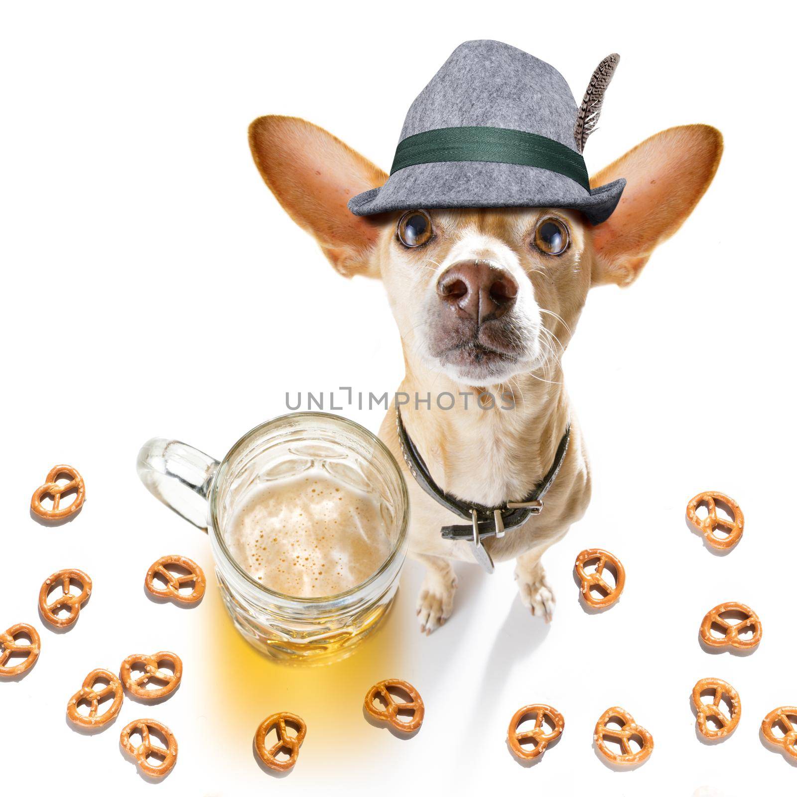 bavarian chihuahua  dog with  gingerbread and  mug  isolated on white background , ready for the beer celebration festival in munich in oktober