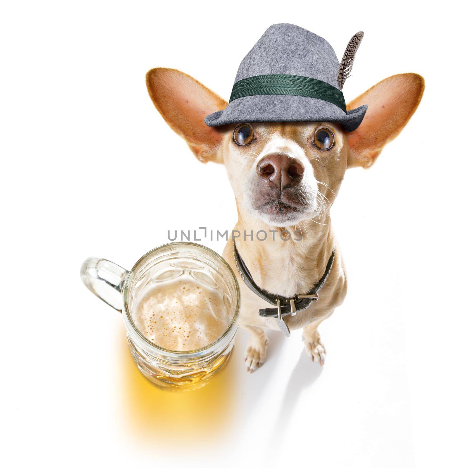 bavarian chihuahua  dog with  gingerbread and  mug  isolated on white background , ready for the beer celebration festival in munich in oktober