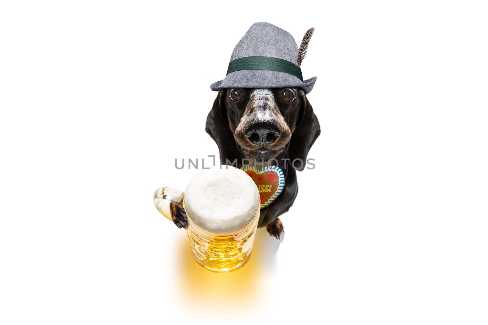 bavarian dachshund or sausage  dog with  gingerbread and  mug  isolated on white background , ready for the beer celebration festival in munich in oktober