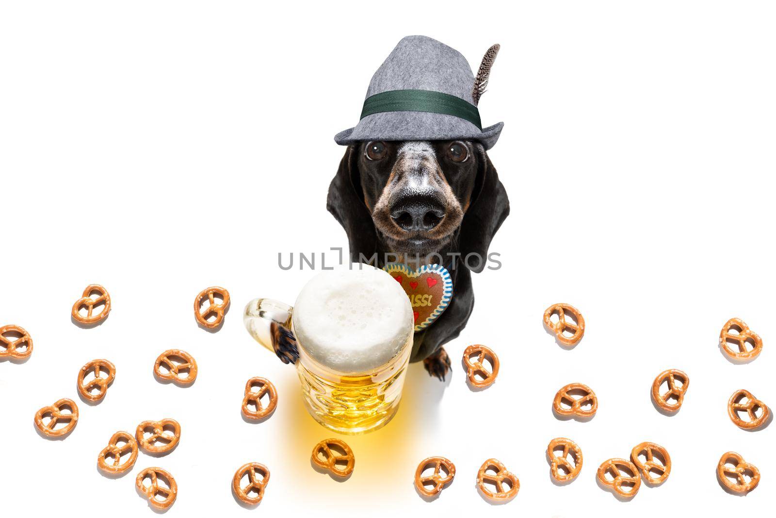 bavarian dachshund or sausage  dog with  gingerbread and  mug  isolated on white background , ready for the beer celebration festival in munich in oktober