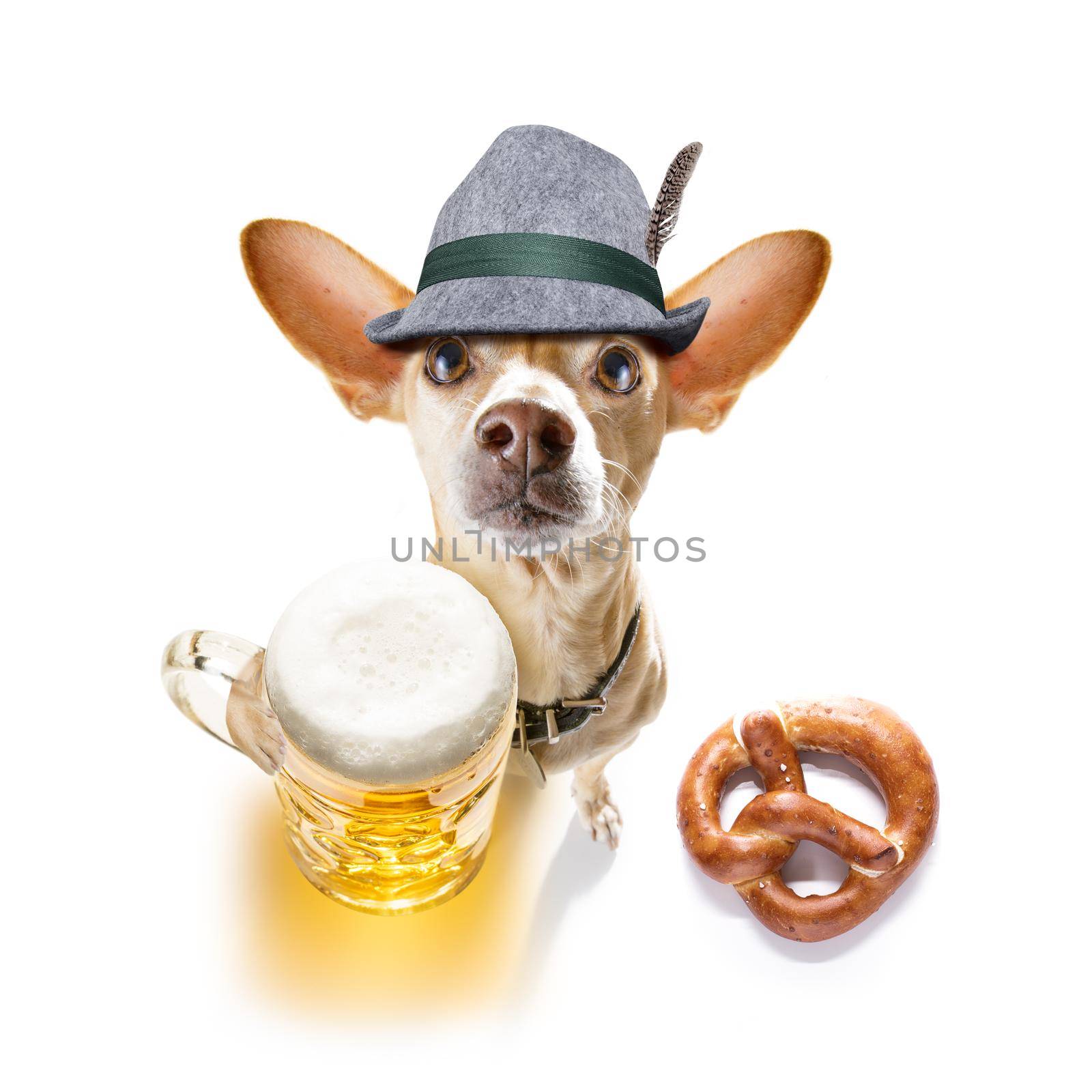 bavarian chihuahua  dog with  gingerbread and  mug  isolated on white background , ready for the beer celebration festival in munich in oktober