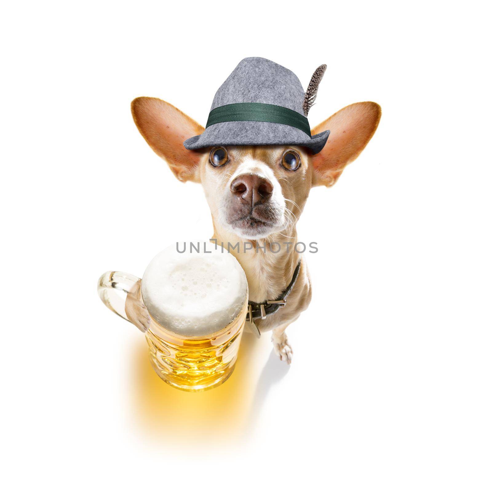 bavarian chihuahua  dog with  gingerbread and  mug  isolated on white background , ready for the beer celebration festival in munich in oktober