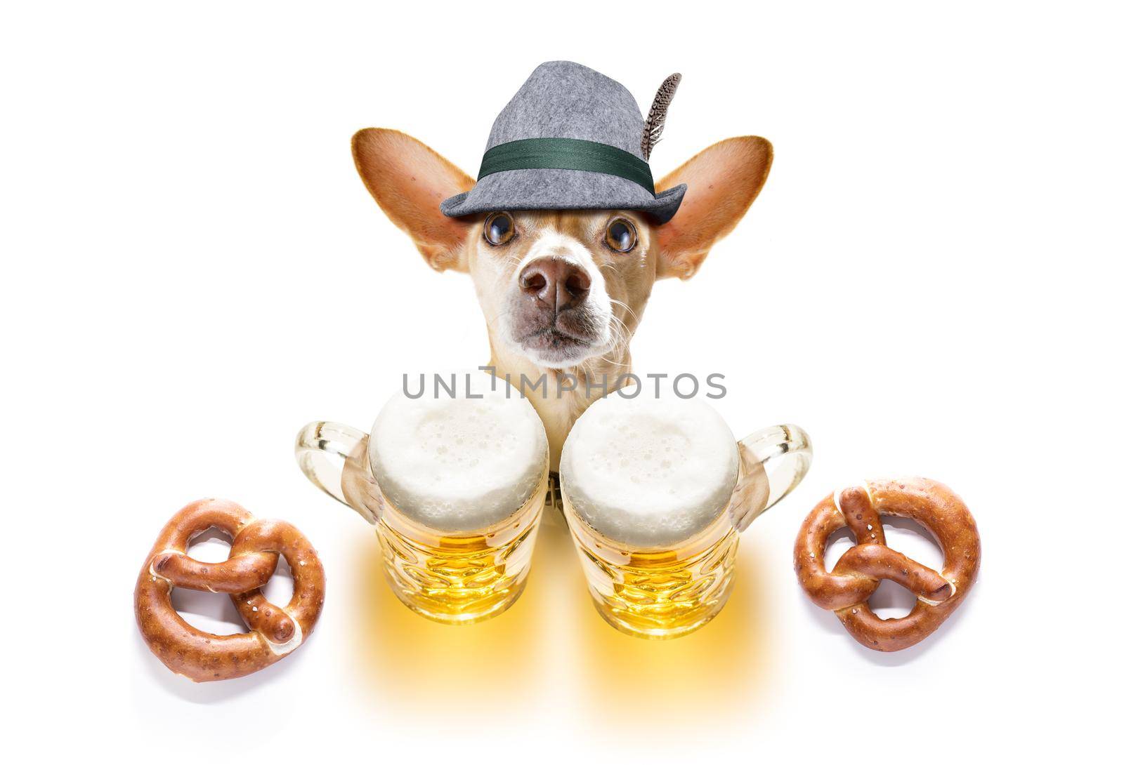 bavarian chihuahua  dog with  gingerbread and  mug  isolated on white background , ready for the beer celebration festival in munich in oktober