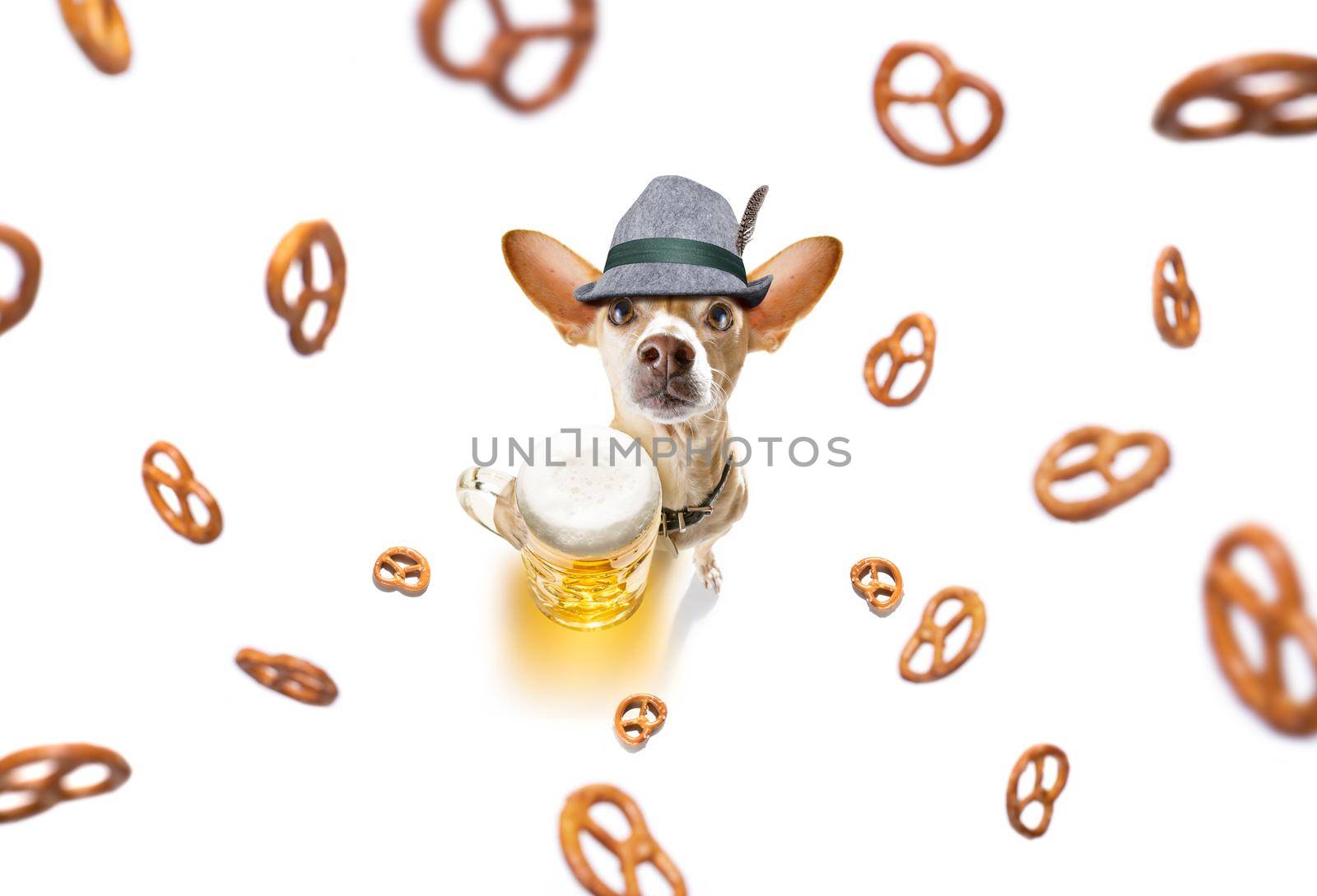bavarian chihuahua or sausage  dog with  gingerbread and  mug  isolated on white background , ready for the beer celebration festival in munich in oktober
