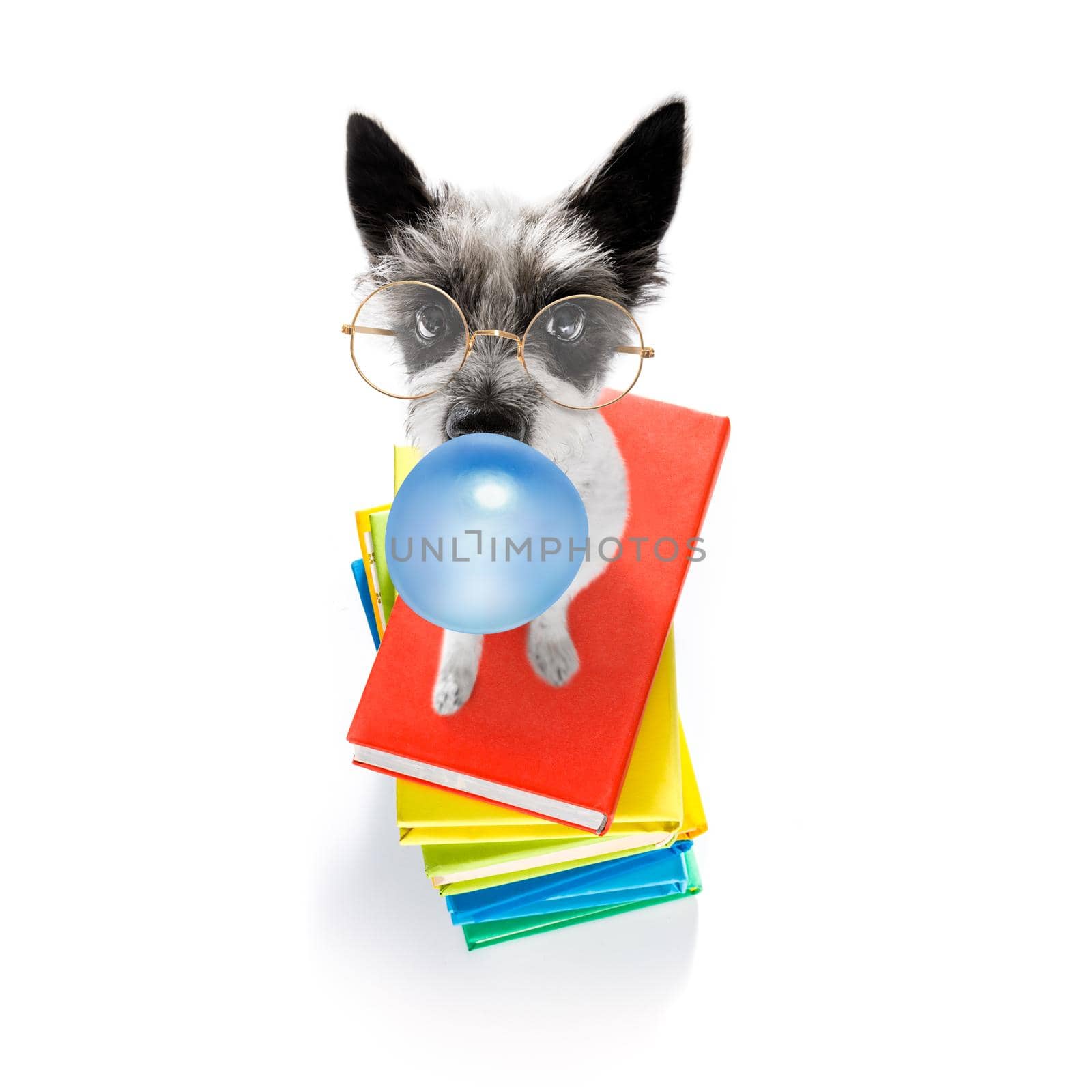 terrier poodle dog with   a tall stack of books ,very smart and clever , isolated on white background, chewing bubble gum