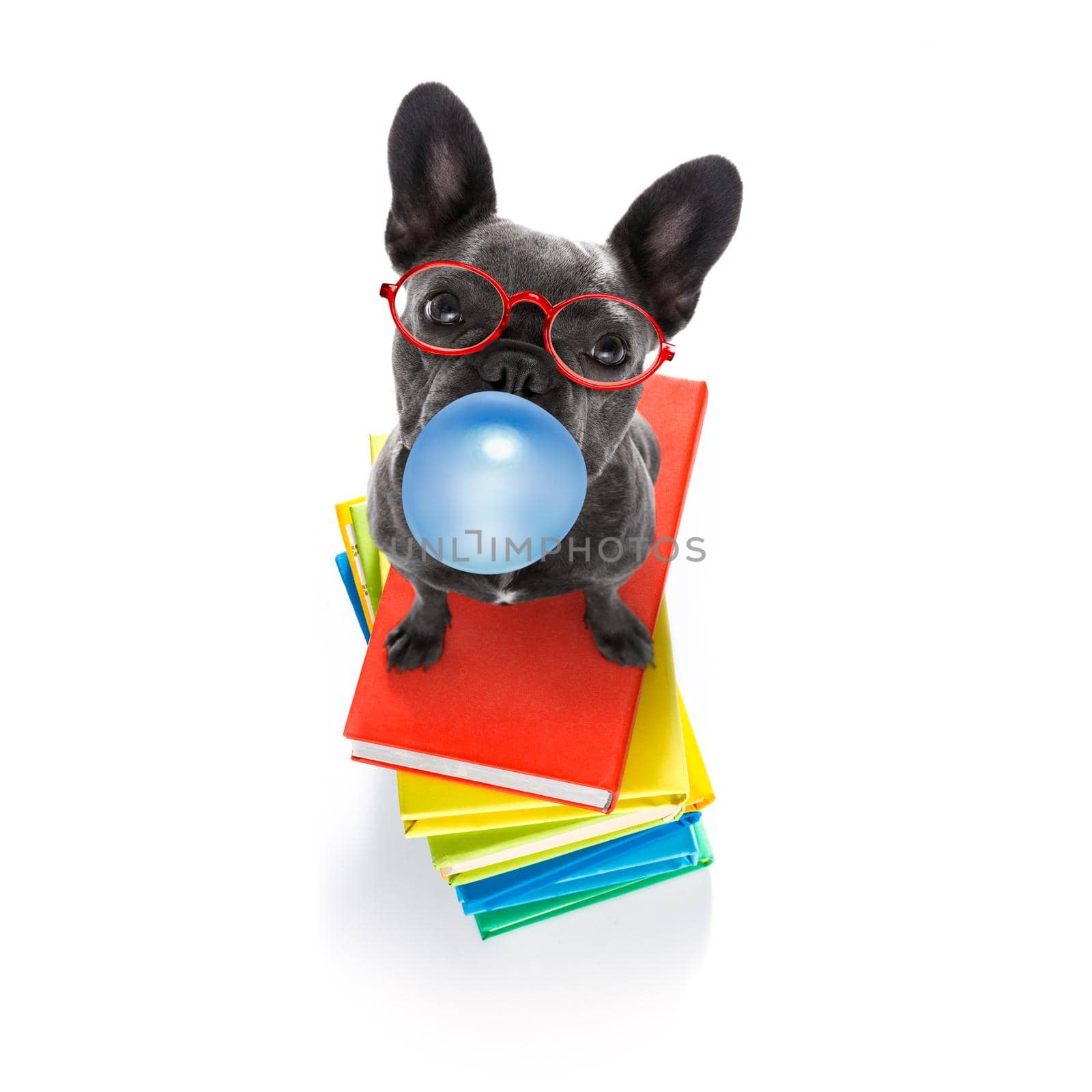 french bulldog  dog with   a tall stack of books ,very smart and clever , isolated on white background, chewing bubble gum