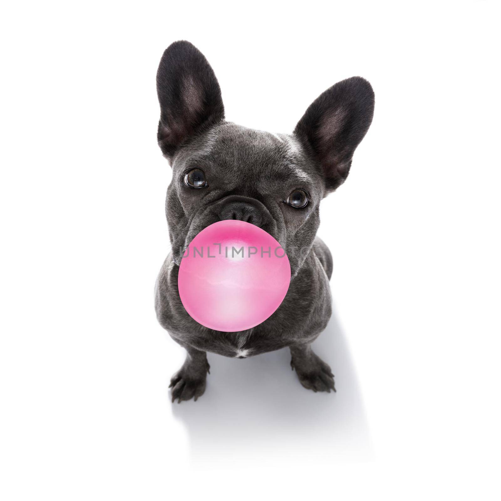 curious french bulldog dog looking up to owner waiting or sitting patient to play or go for a walk with  chewing bubble gum ,   isolated on white background