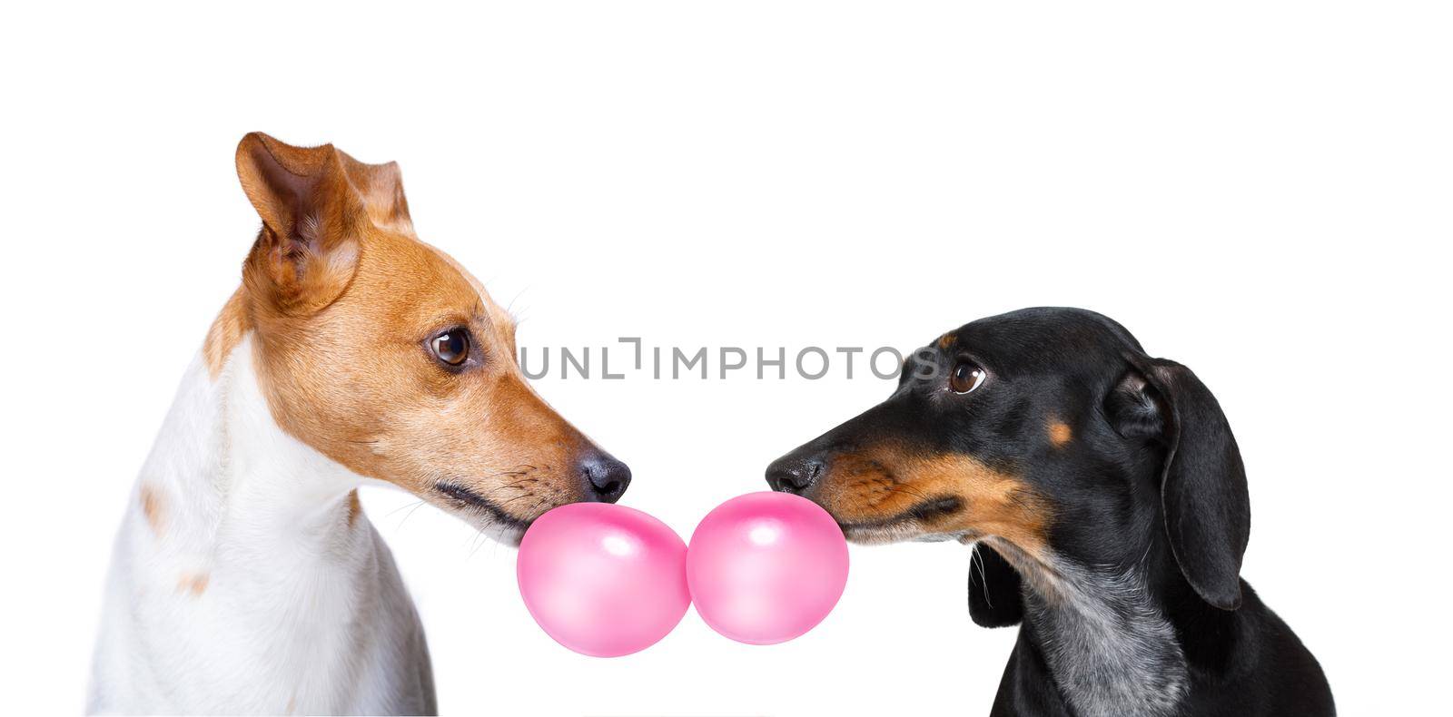 couple of dogs  in love, chewing bubble gum by Brosch