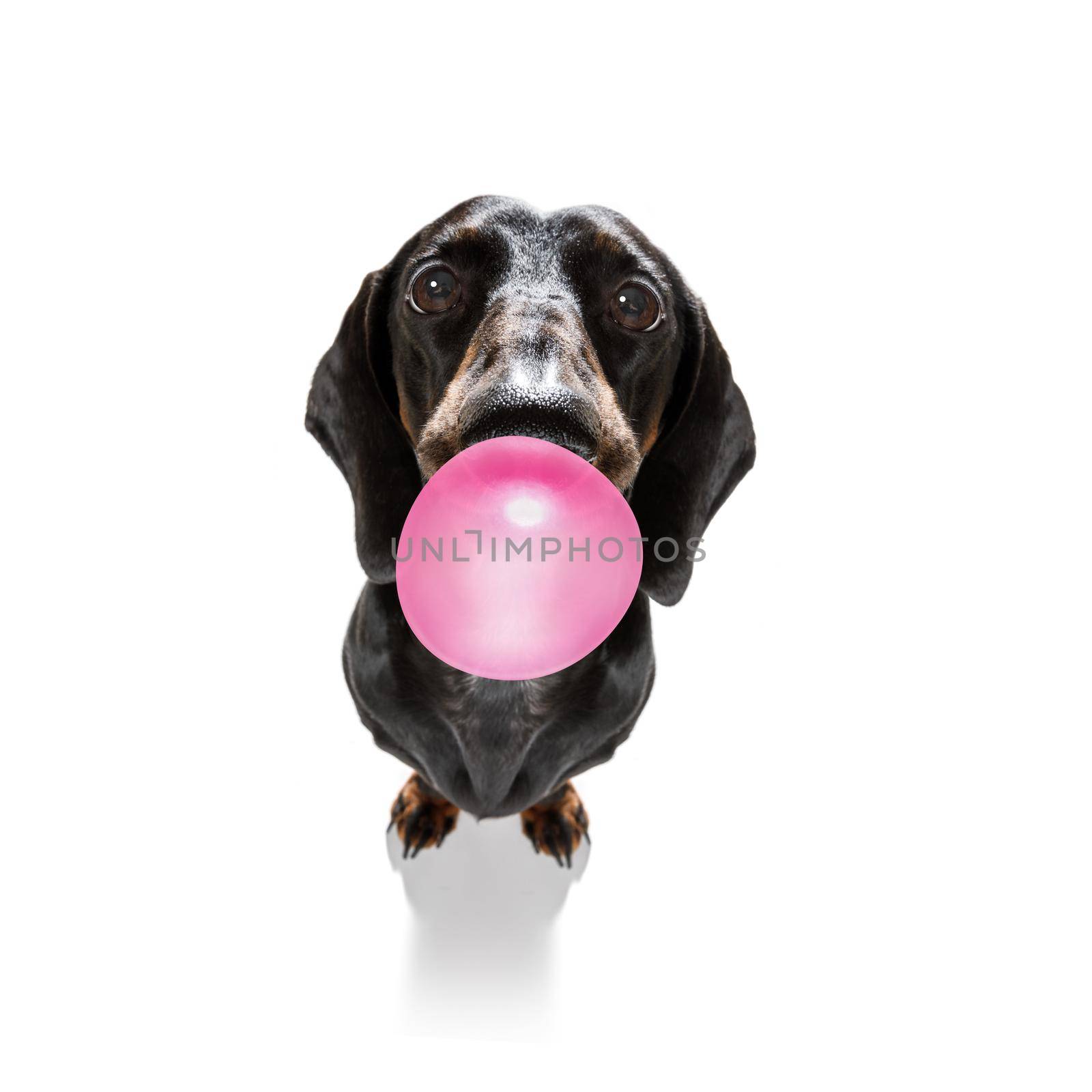 curious dachshund sausage dog  looking up to owner waiting or sitting patient to play or go for a walk with  chewing bubble gum ,   isolated on white background