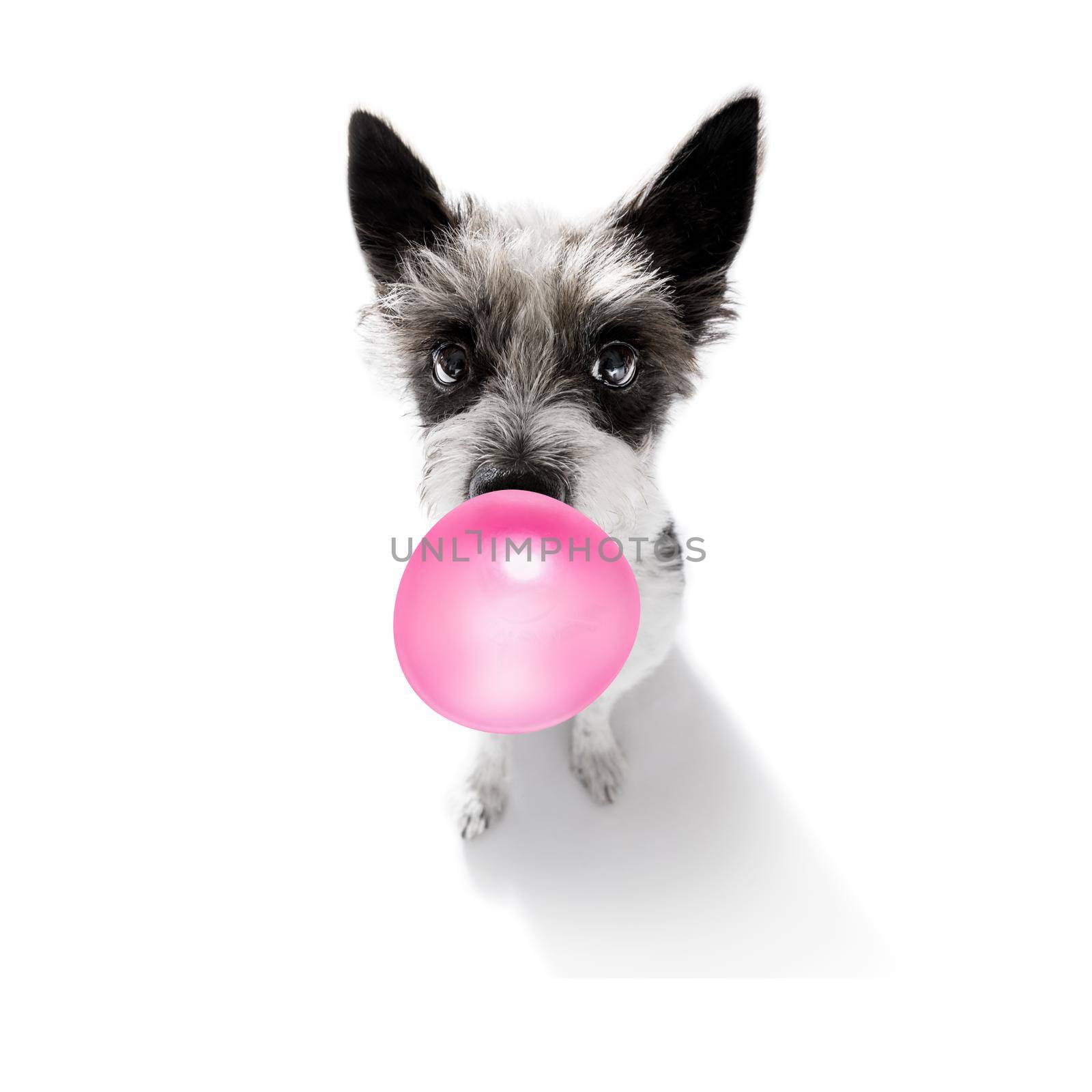 curious poodle dog looking up to owner waiting or sitting patient to play or go for a walk with  chewing bubble gum ,   isolated on white background